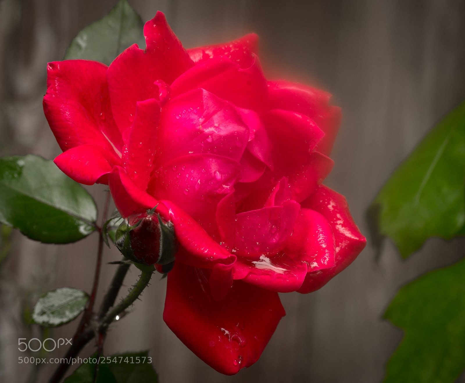 Nikon D7200 sample photo. Rosey photography