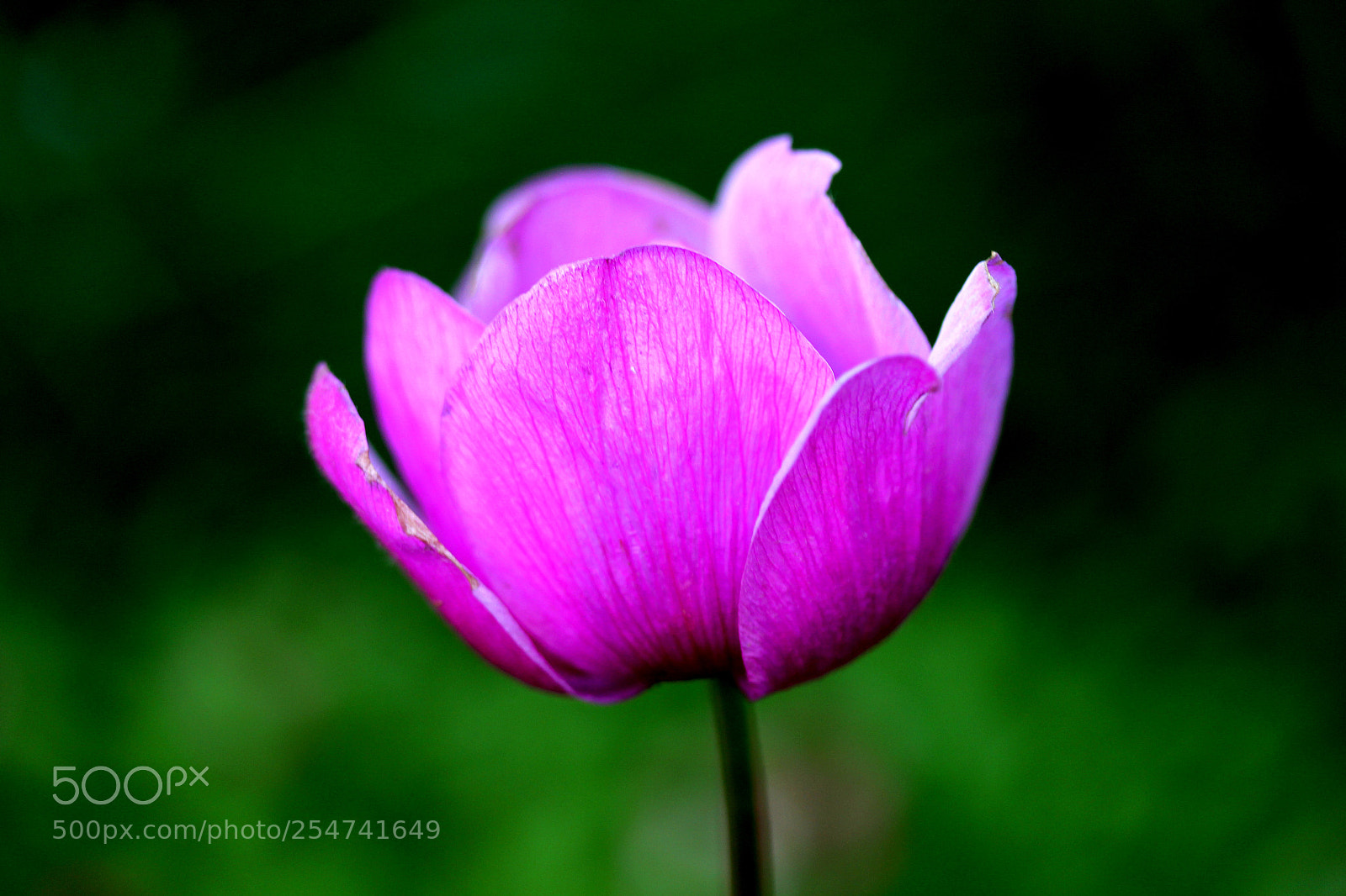 Canon EOS 60D sample photo. Tulip photography