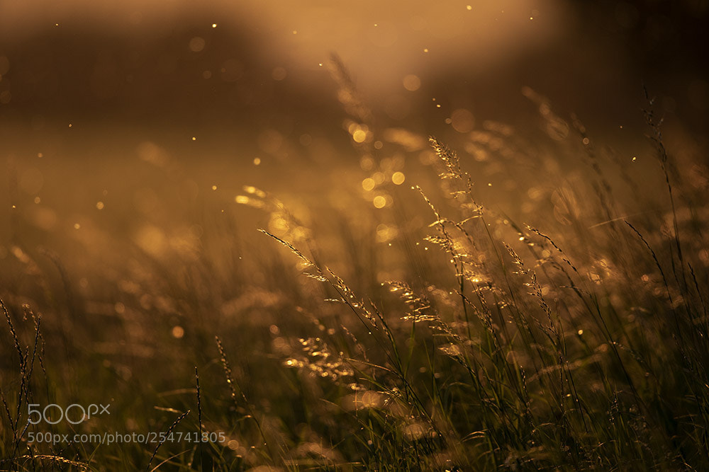 Canon EOS 7D Mark II sample photo. Mommenheim photography