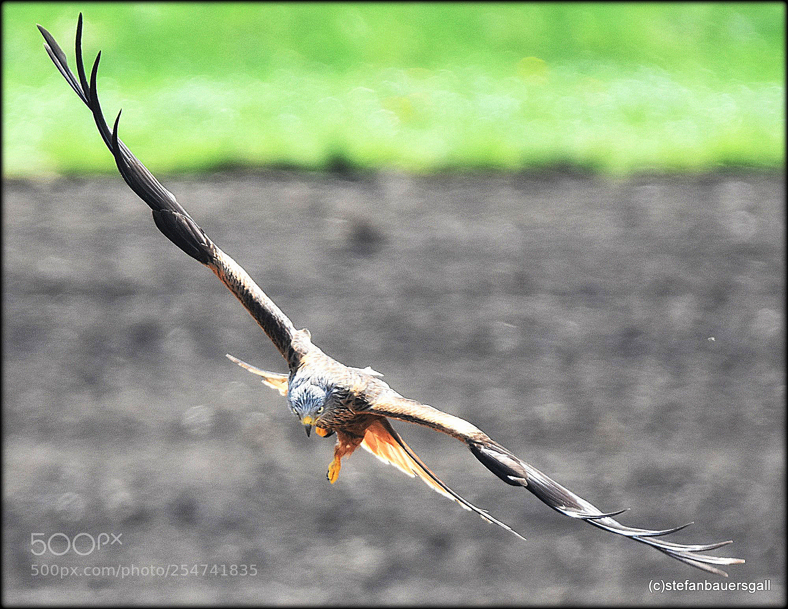 Nikon D7200 sample photo. "coming in,;" photography
