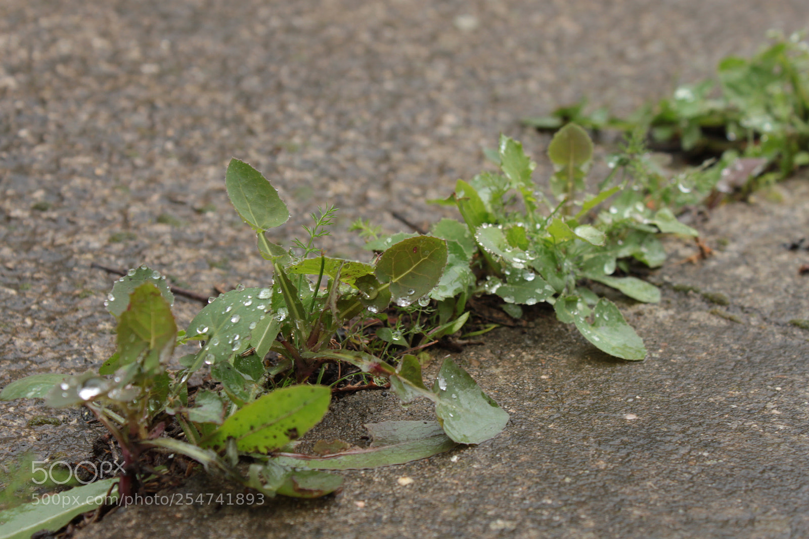 Canon EF-S 18-55mm F3.5-5.6 IS sample photo. Deadly trap photography