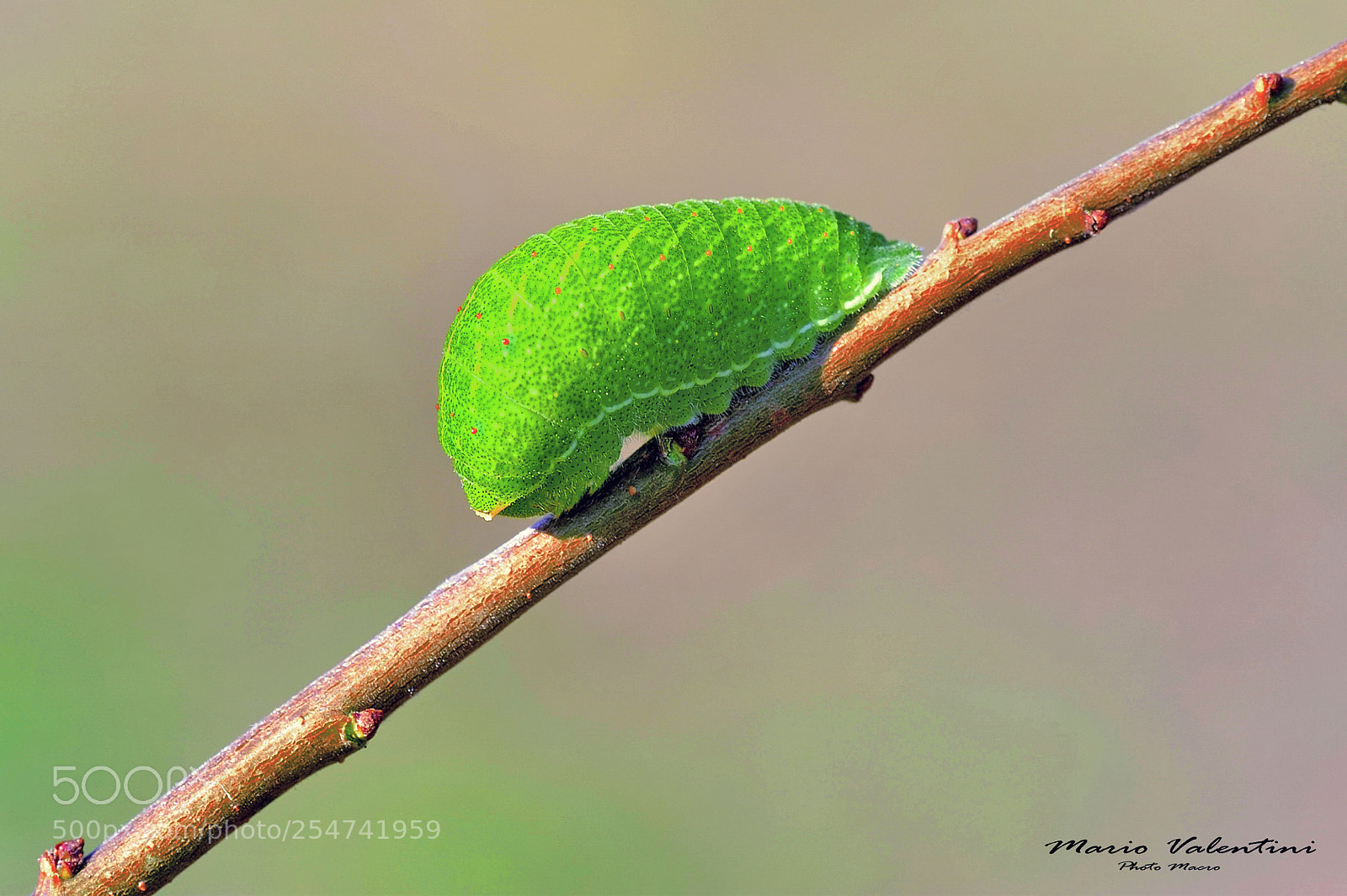 Nikon D700 sample photo. Iphiclides podalirius (caterpillar) photography