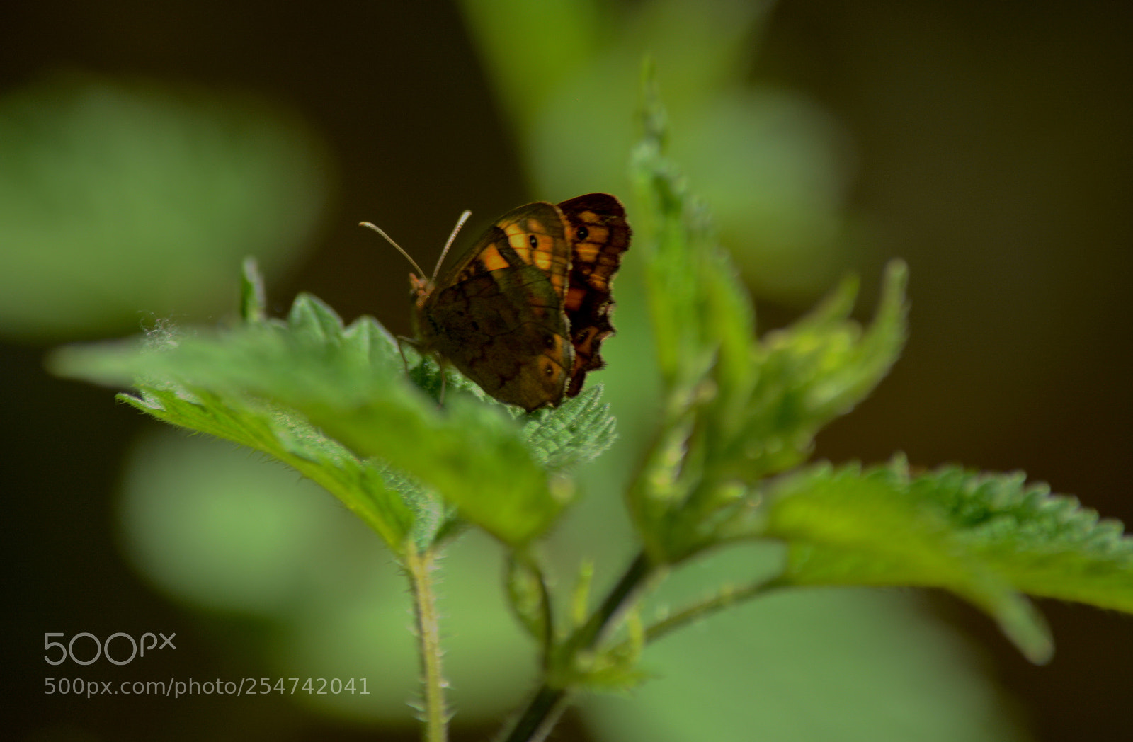 Nikon D5200 sample photo. Butterfly photography