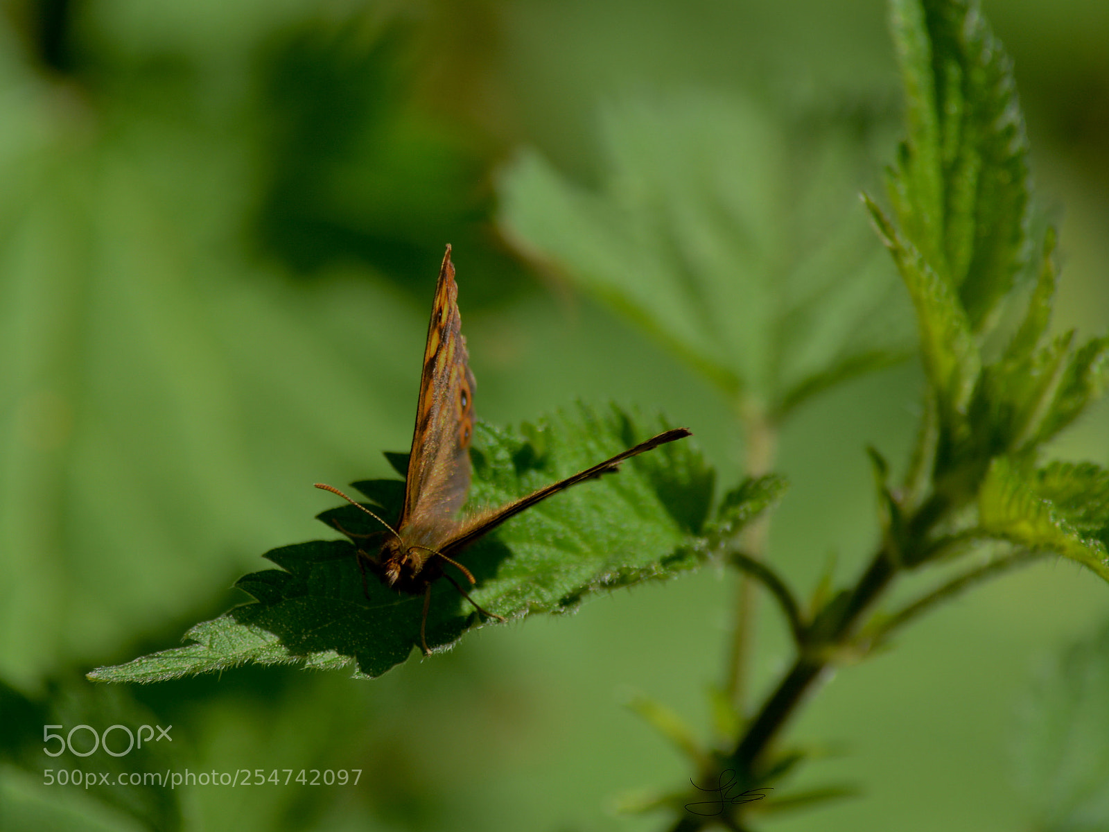 Nikon D5200 sample photo. Butterfly photography