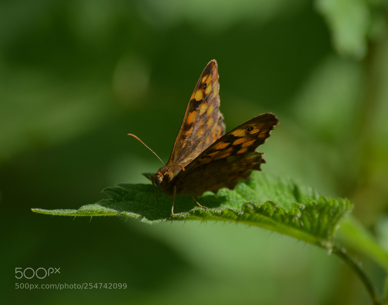 Nikon D5200 sample photo. Butterfly photography
