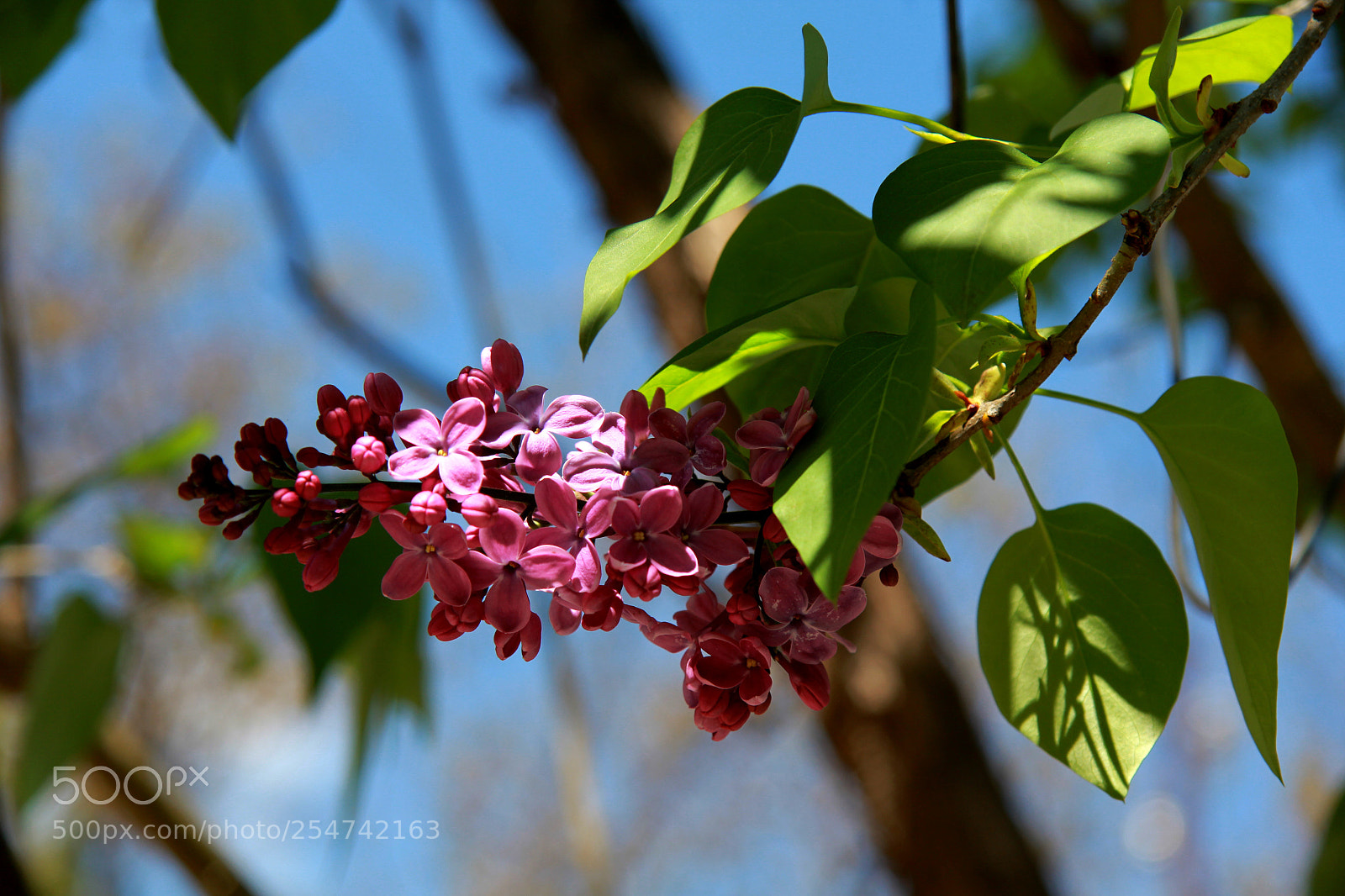 Canon EOS 60D sample photo. Lilac photography