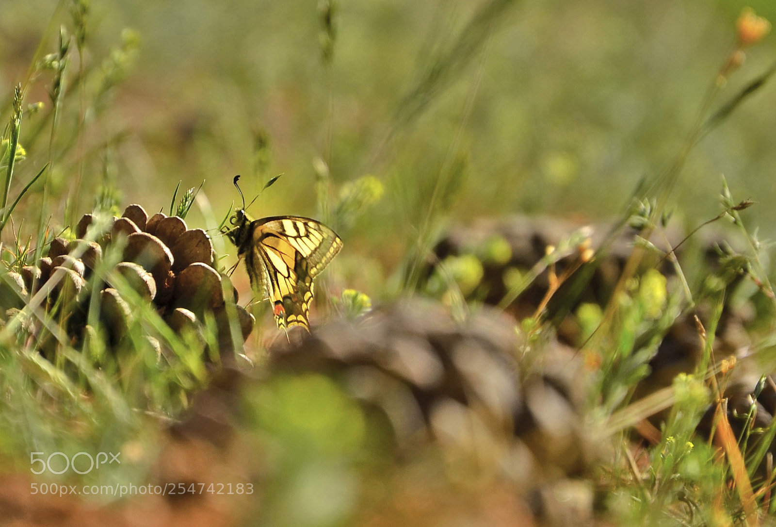 Nikon D7000 sample photo. Butterfly time photography