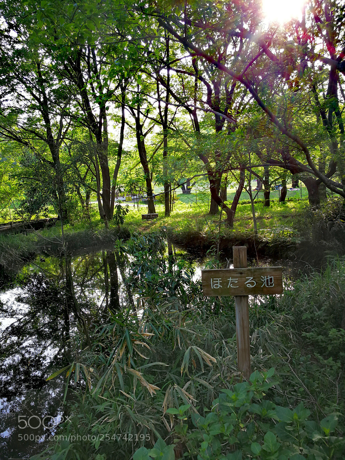 HUAWEI Mate 9 sample photo. 野川公園 photography