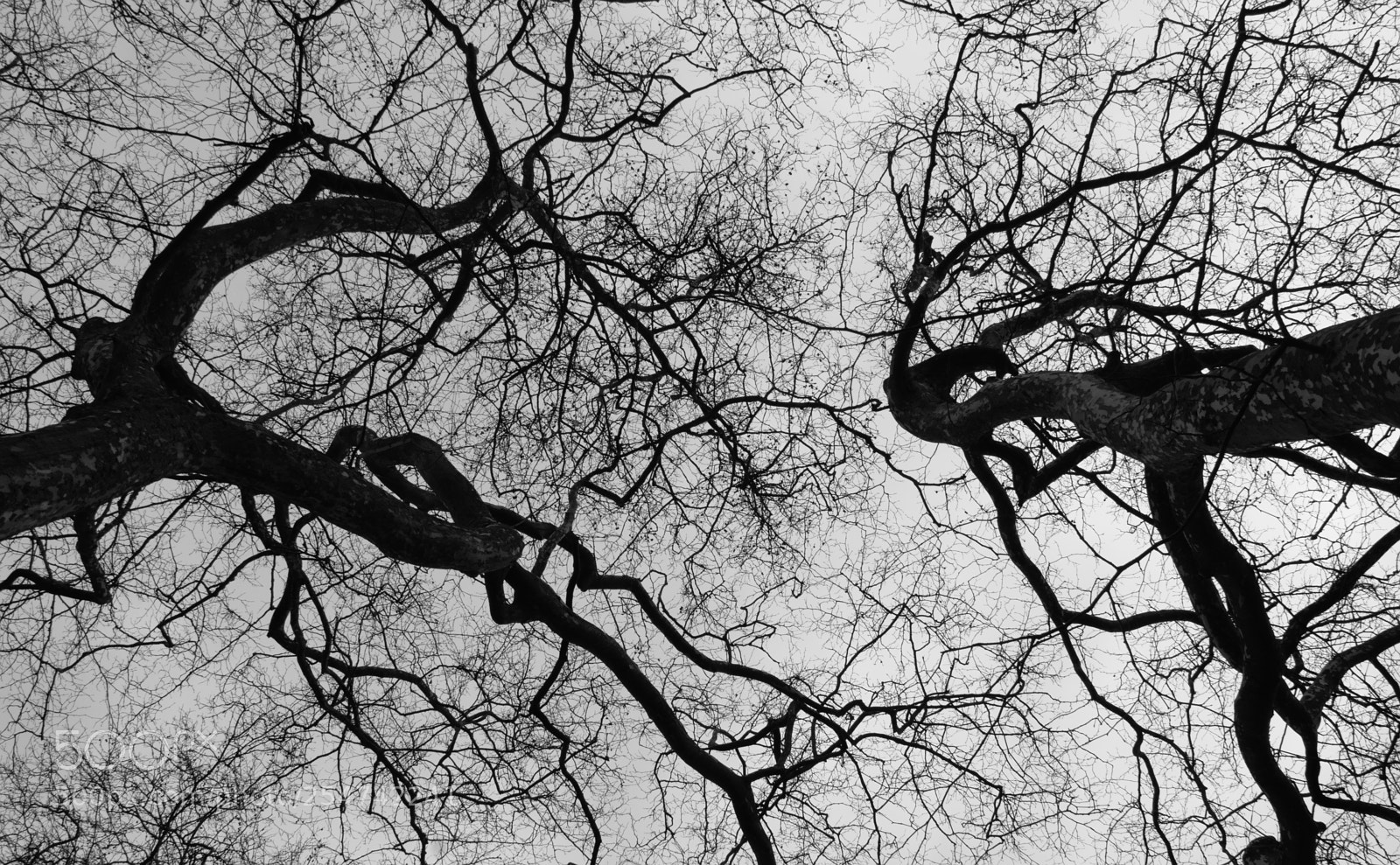 Nikon D5300 sample photo. Battle of the trees photography
