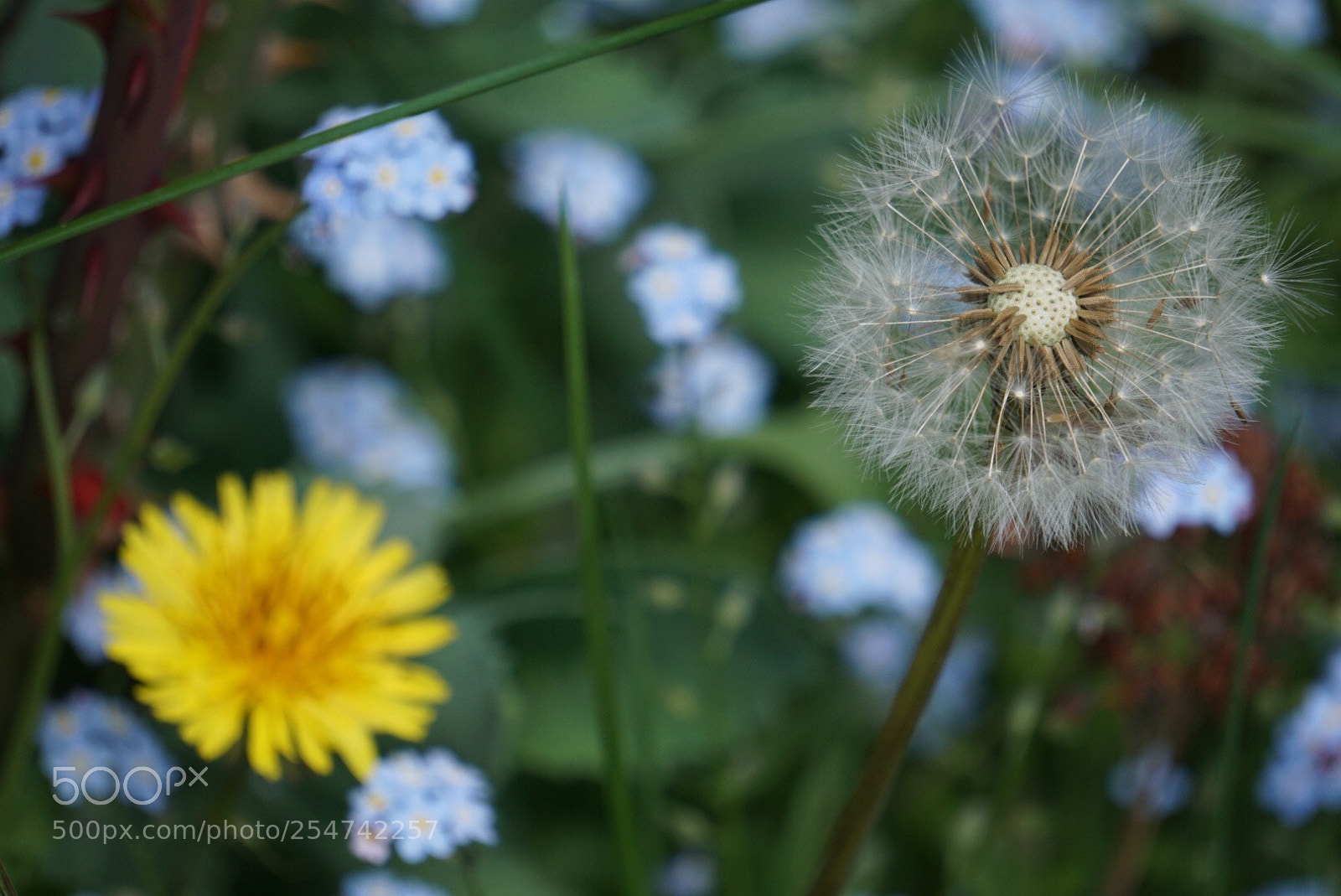 Sony a6000 sample photo. Wild summer, in spring photography