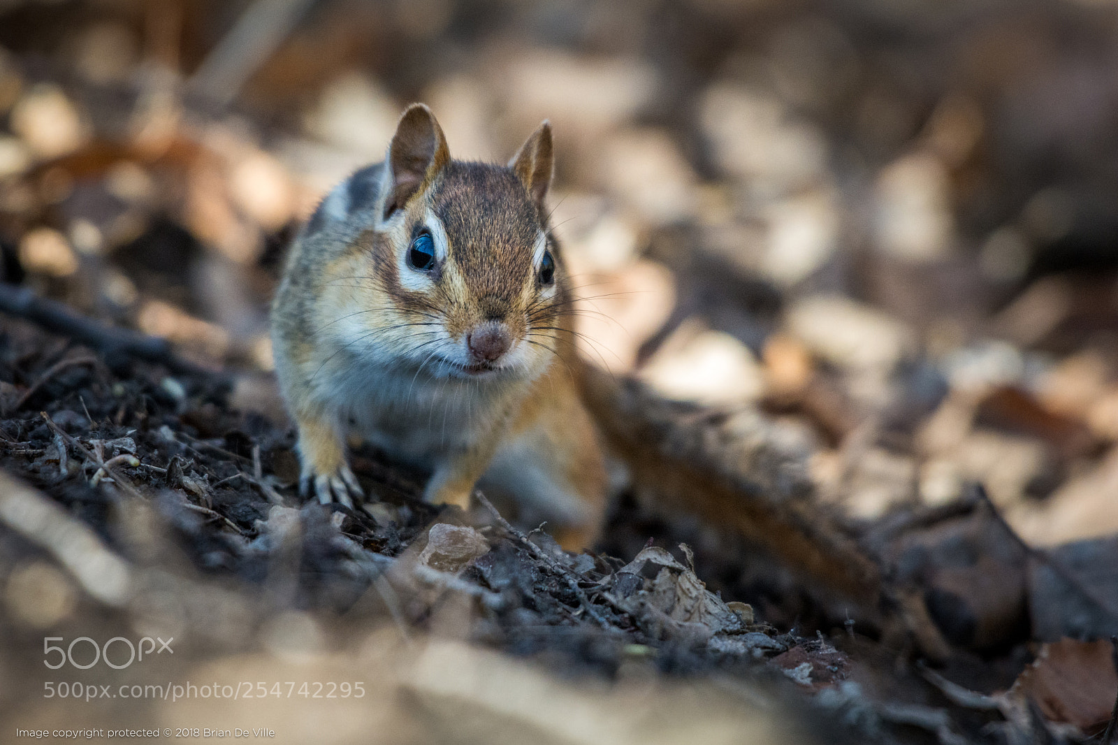 Nikon D7100 sample photo. Furry forager photography