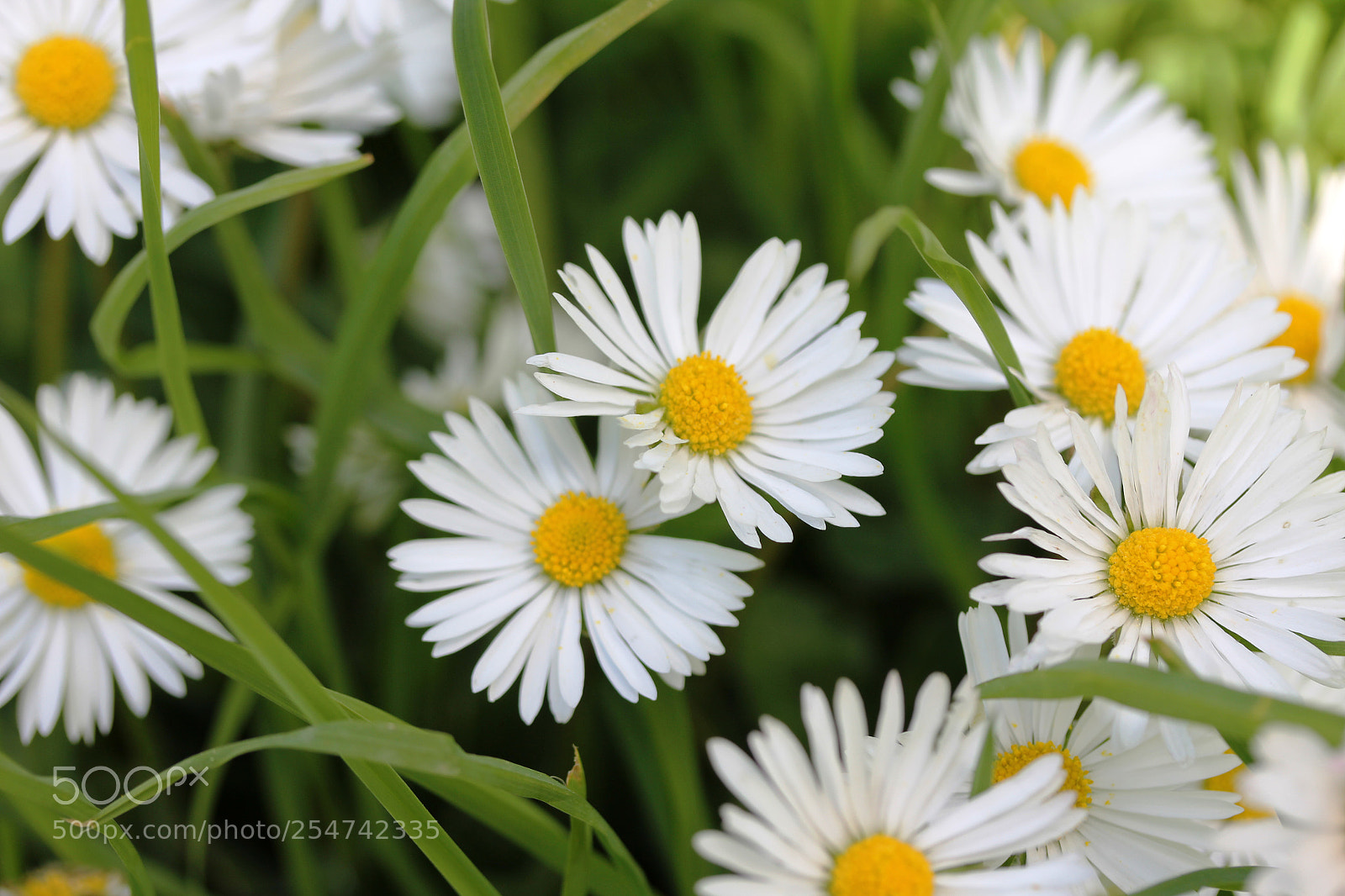 Canon EOS 60D sample photo. Margaritaville photography