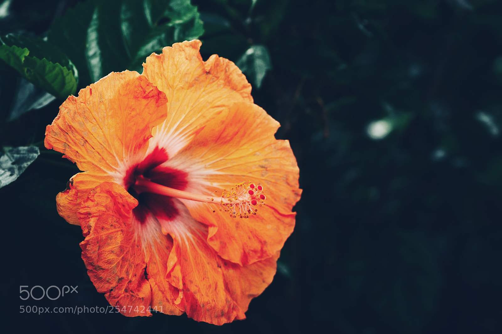 Nikon D7100 sample photo. Untitled photography