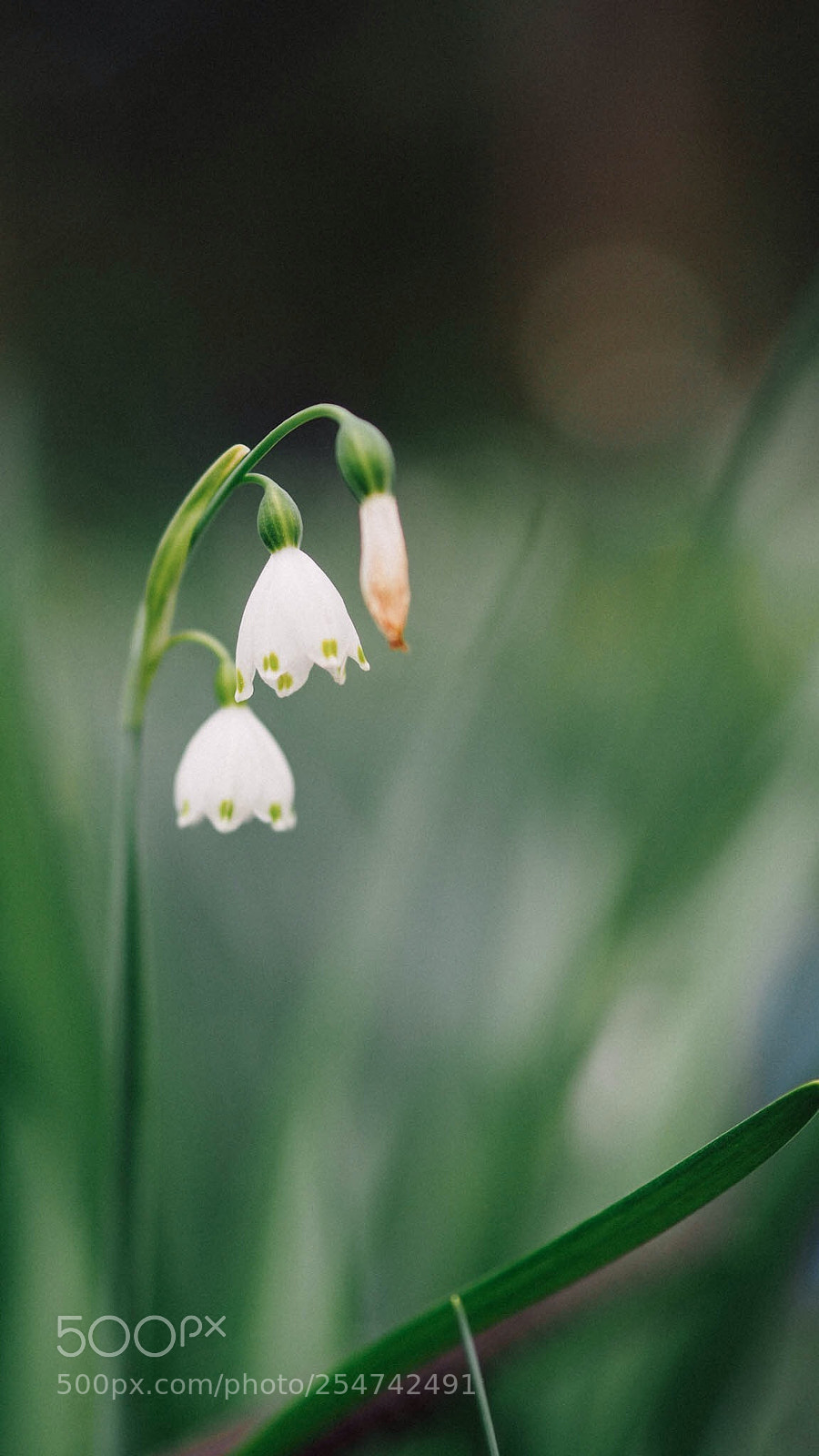 Olympus OM-D E-M10 II sample photo. Little flowers photography