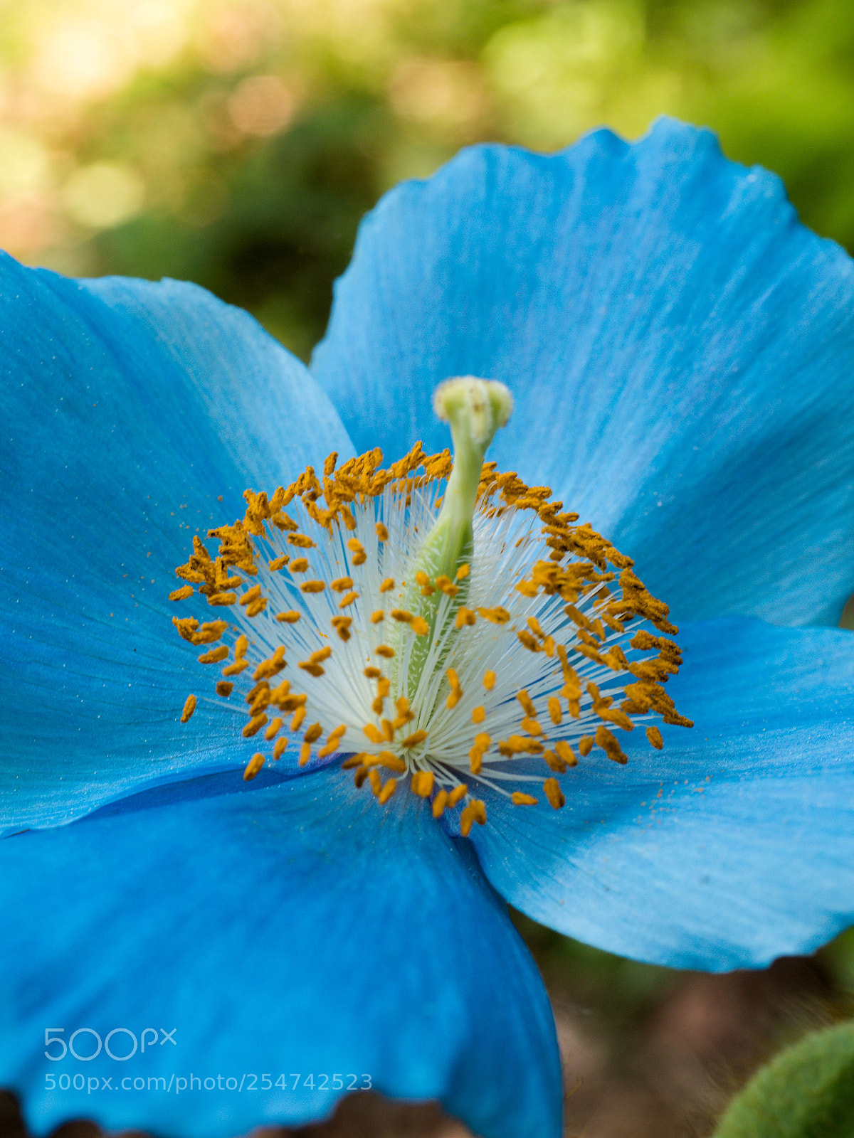 Olympus OM-D E-M5 II sample photo. Mohnblüte photography