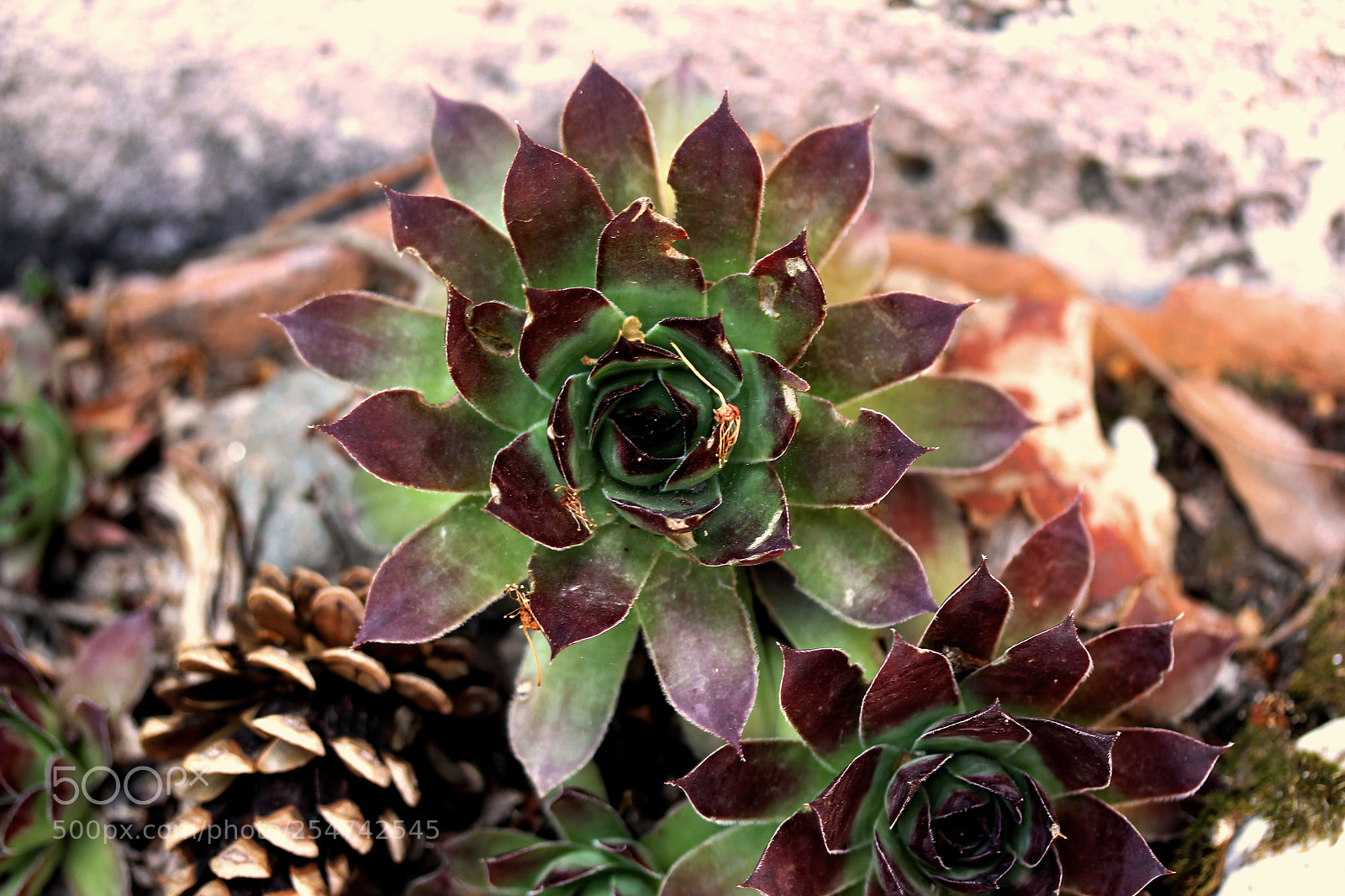 Canon EOS 60D sample photo. Desert rose photography