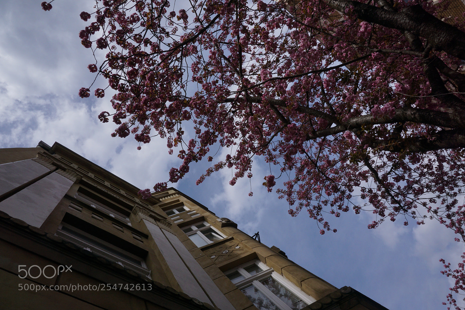 Sony a6000 sample photo. Blooming marvellous photography
