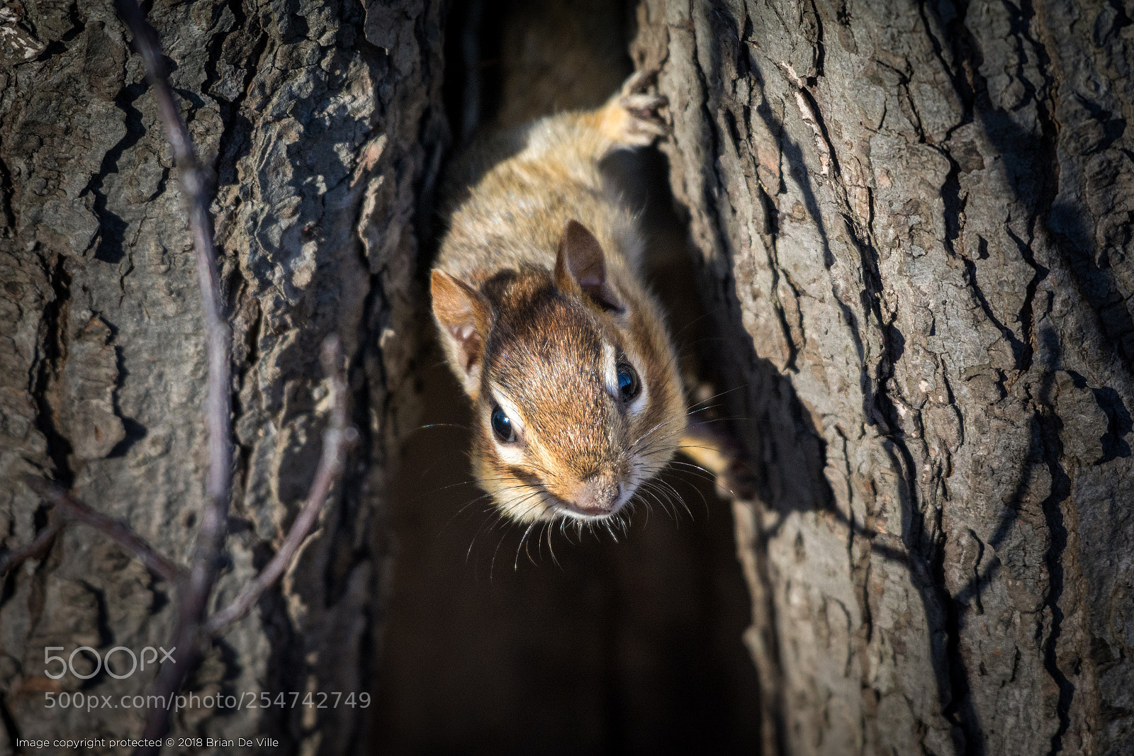 Nikon D7100 sample photo. Peek a boo! photography