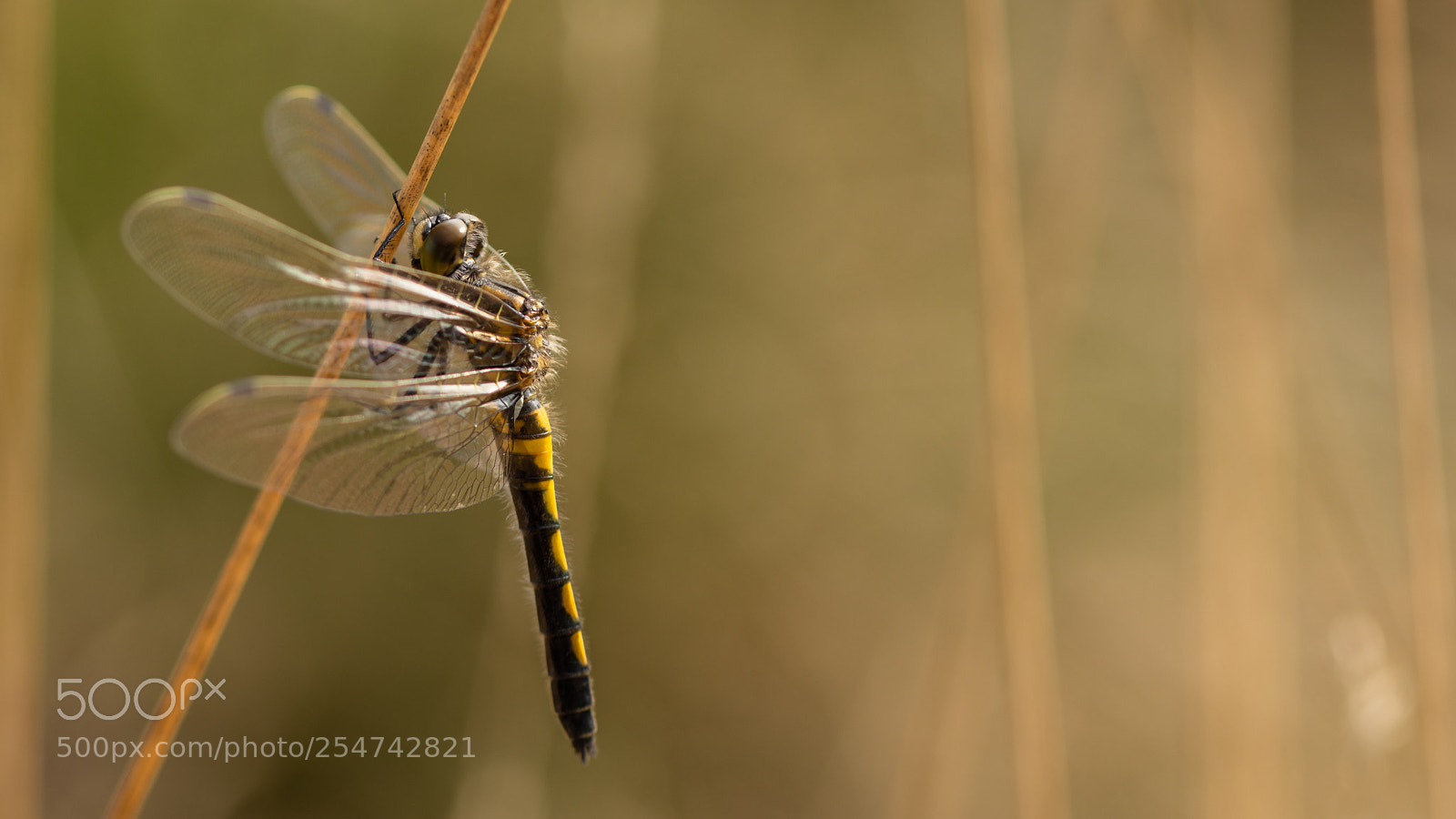 Nikon D7200 sample photo. My first dragonfly 2018 photography