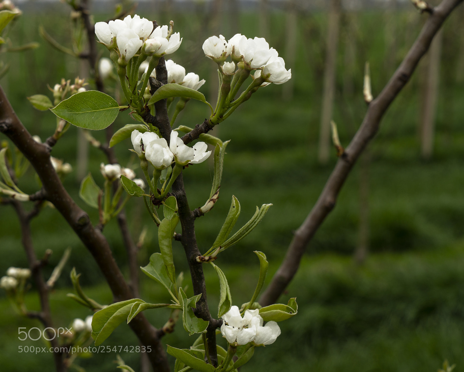 Sony a7R II sample photo. Pear blossom photography
