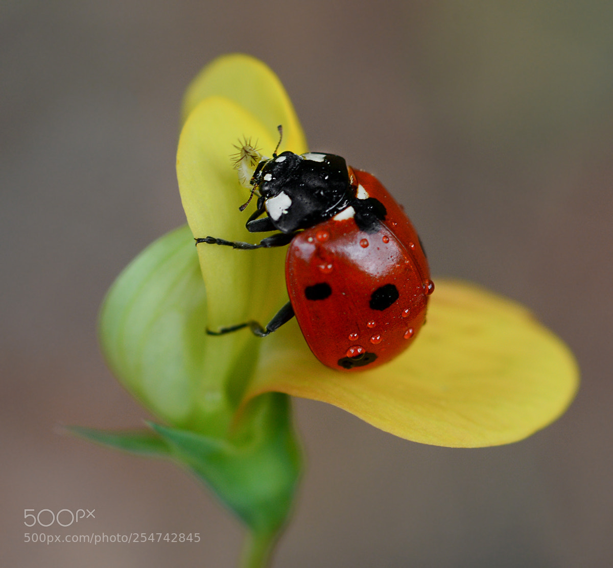 Nikon D7100 sample photo. Ladybug photography