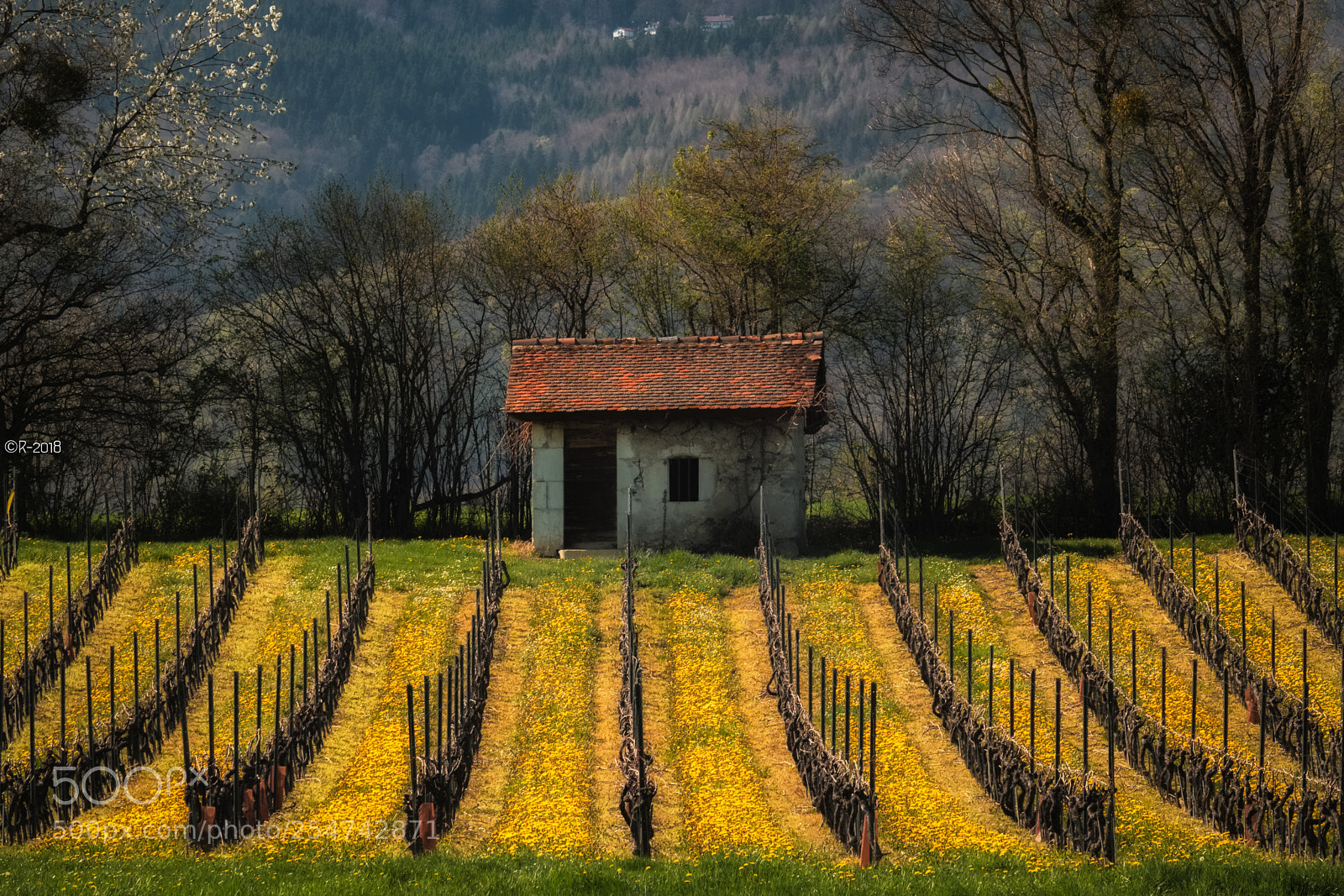 Fujifilm X-Pro2 sample photo. In the vineyard photography