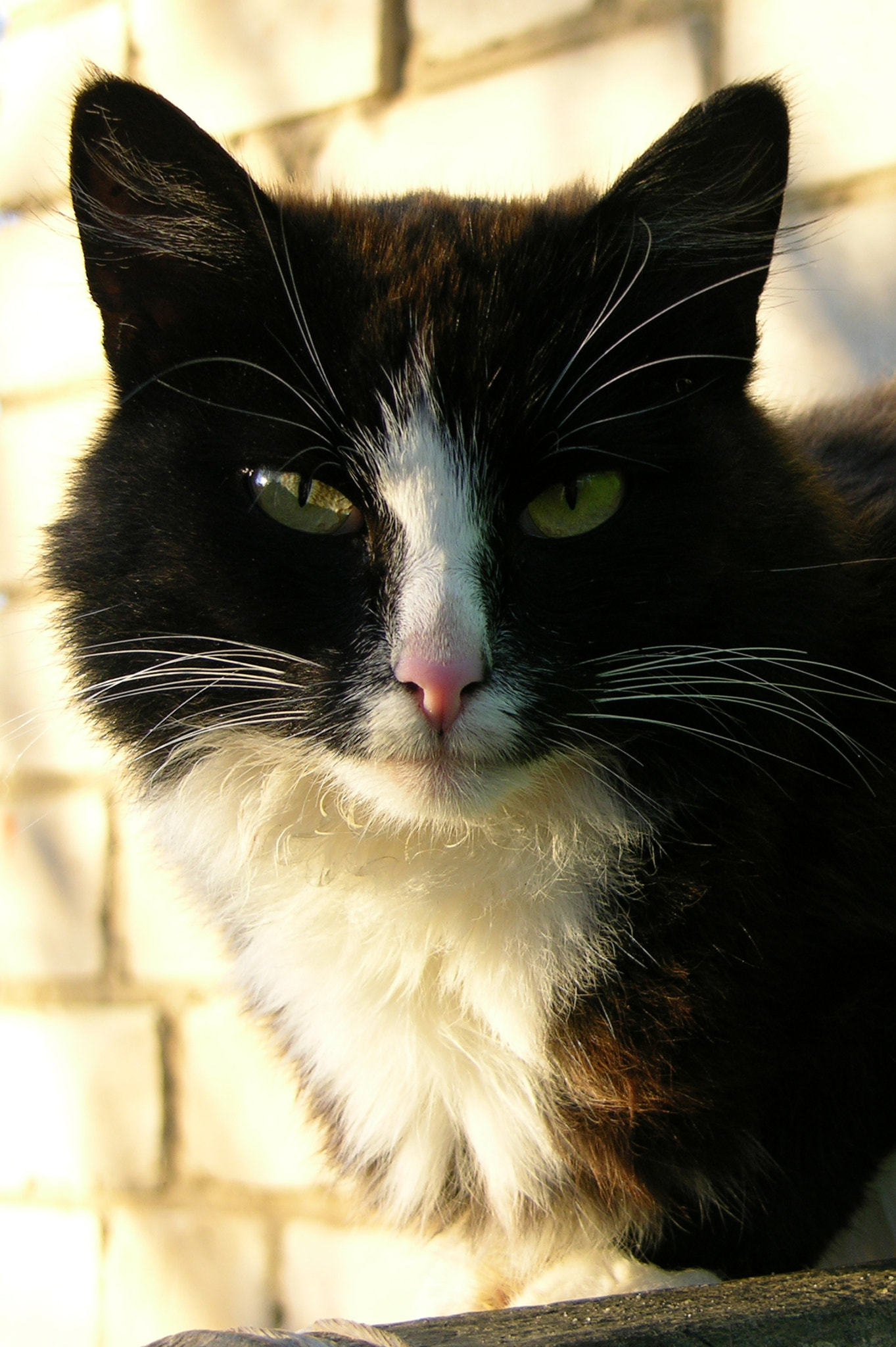 Nikon E8700 sample photo. Cat photography
