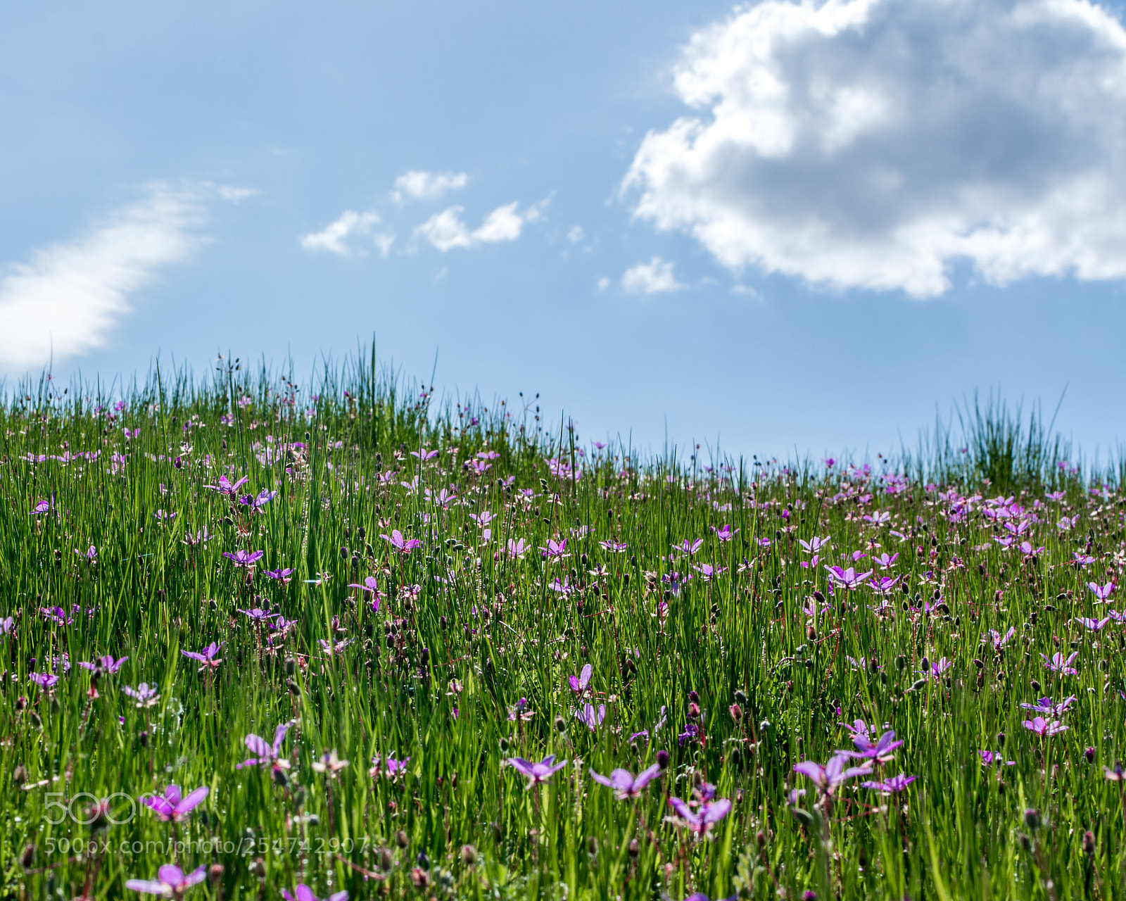 Nikon D7100 sample photo. Spring flowers photography