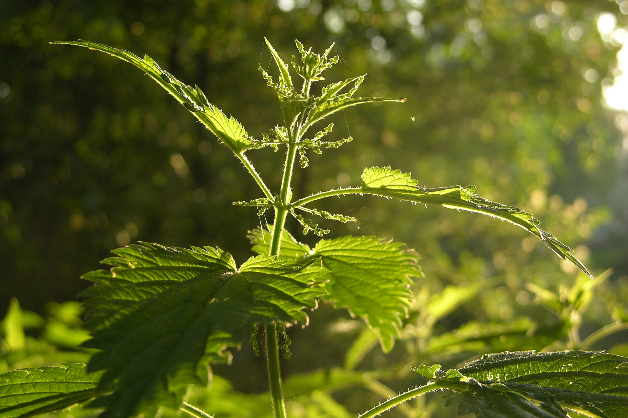 Nikon E8700 sample photo. Nettle photography
