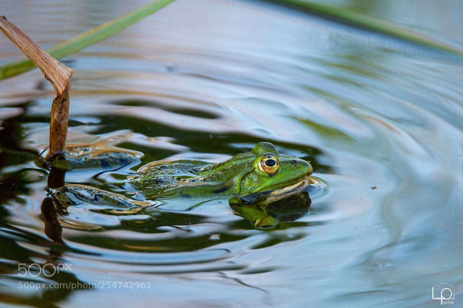 Nikon D7500 sample photo. Lp photography