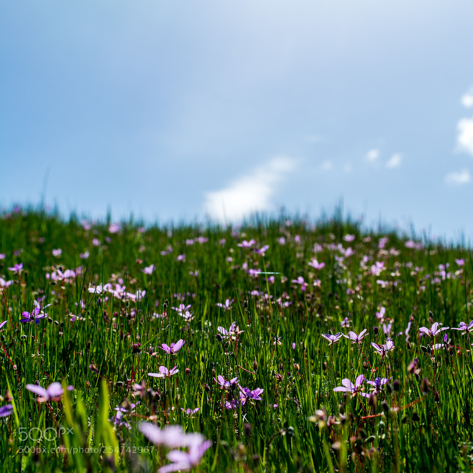 Nikon D7100 sample photo. Spring flowers photography