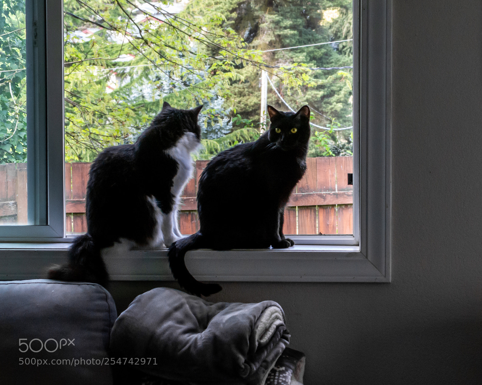 Nikon D7100 sample photo. Curious blake photography