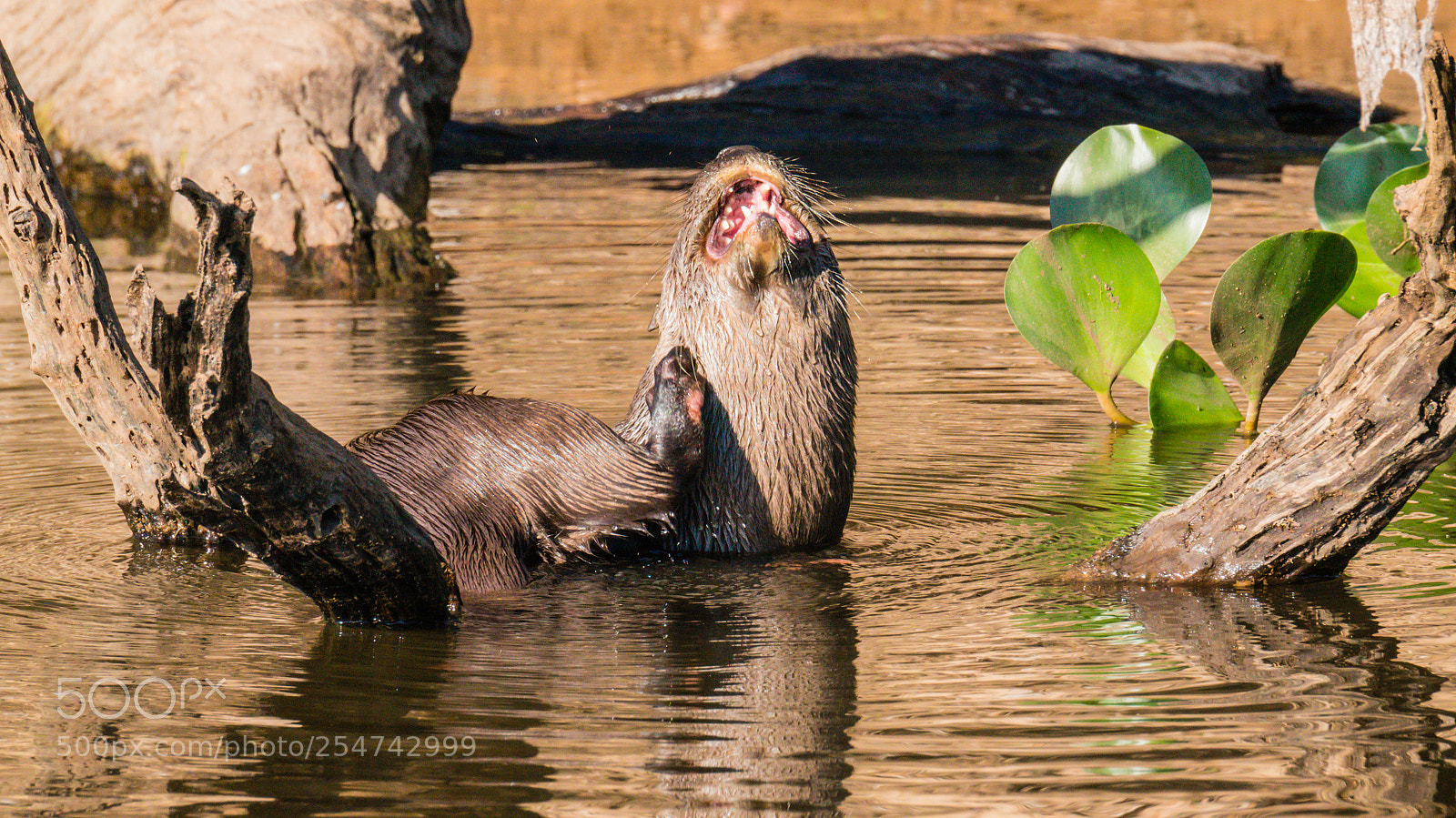 Sony Alpha NEX-5R sample photo. Otter scratching, pantanal, brazil photography