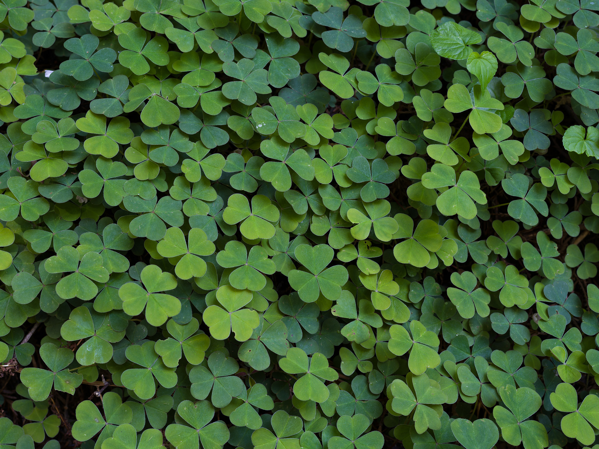 Pentax 645Z sample photo. Redwood sorrel photography