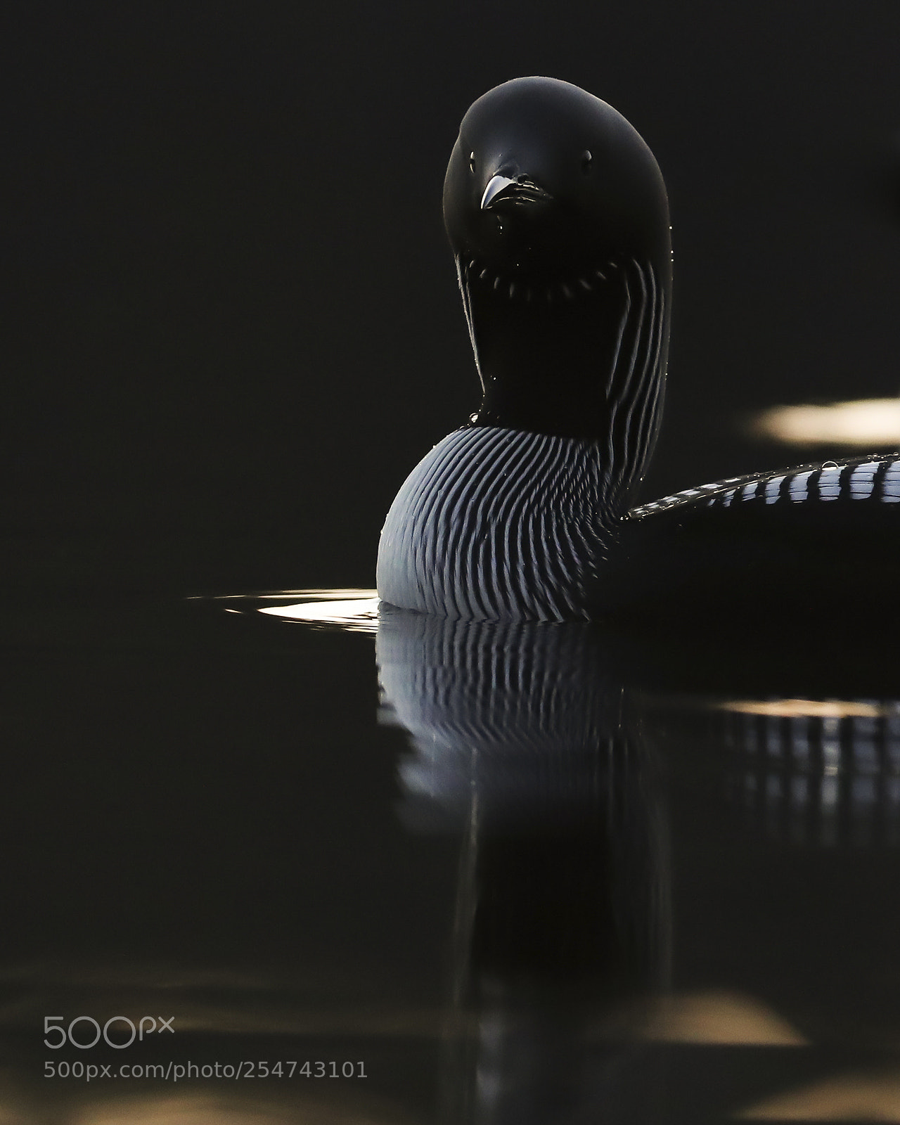 Canon EOS-1D X Mark II sample photo. Black-throated diver at dawn photography