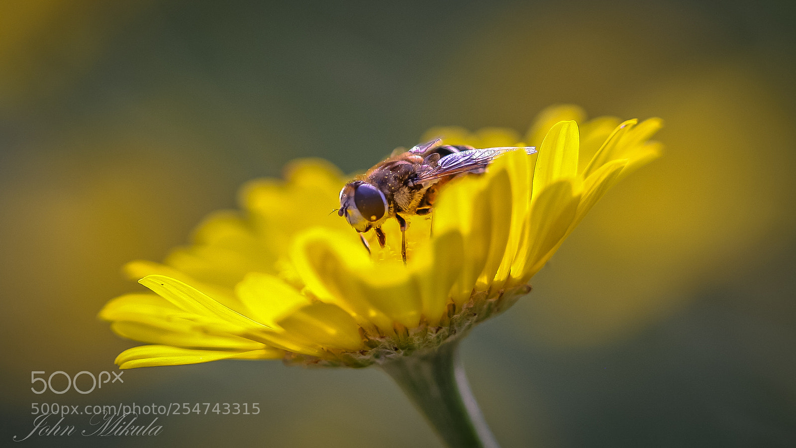 Canon EOS 5D sample photo. Bathing in the sunlight photography