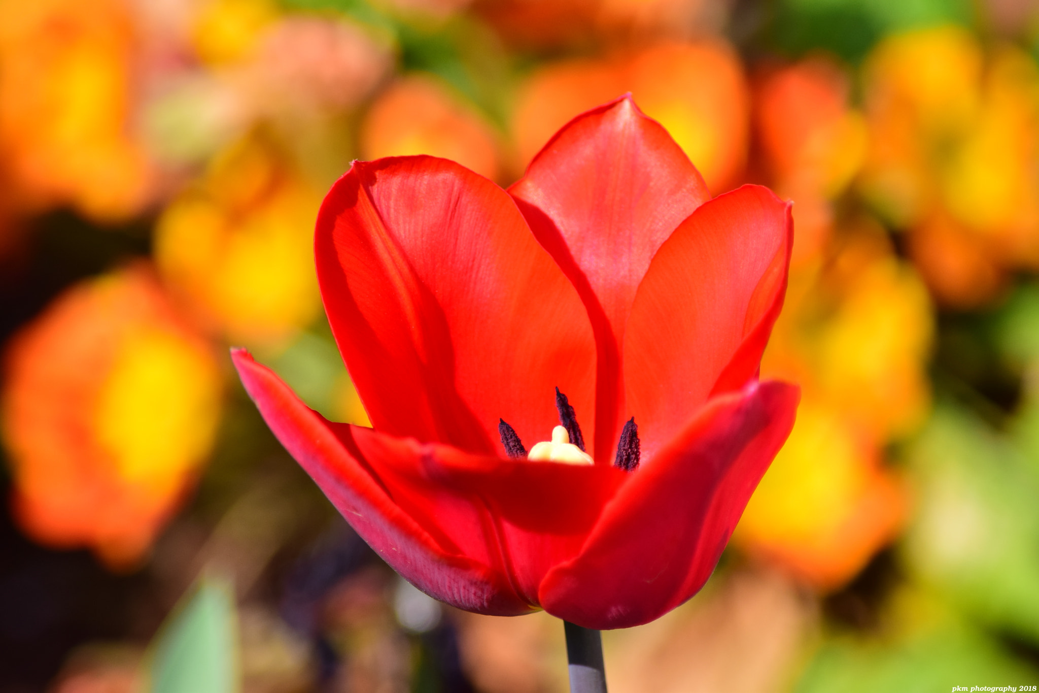 Nikon D3300 sample photo. Red tulip photography