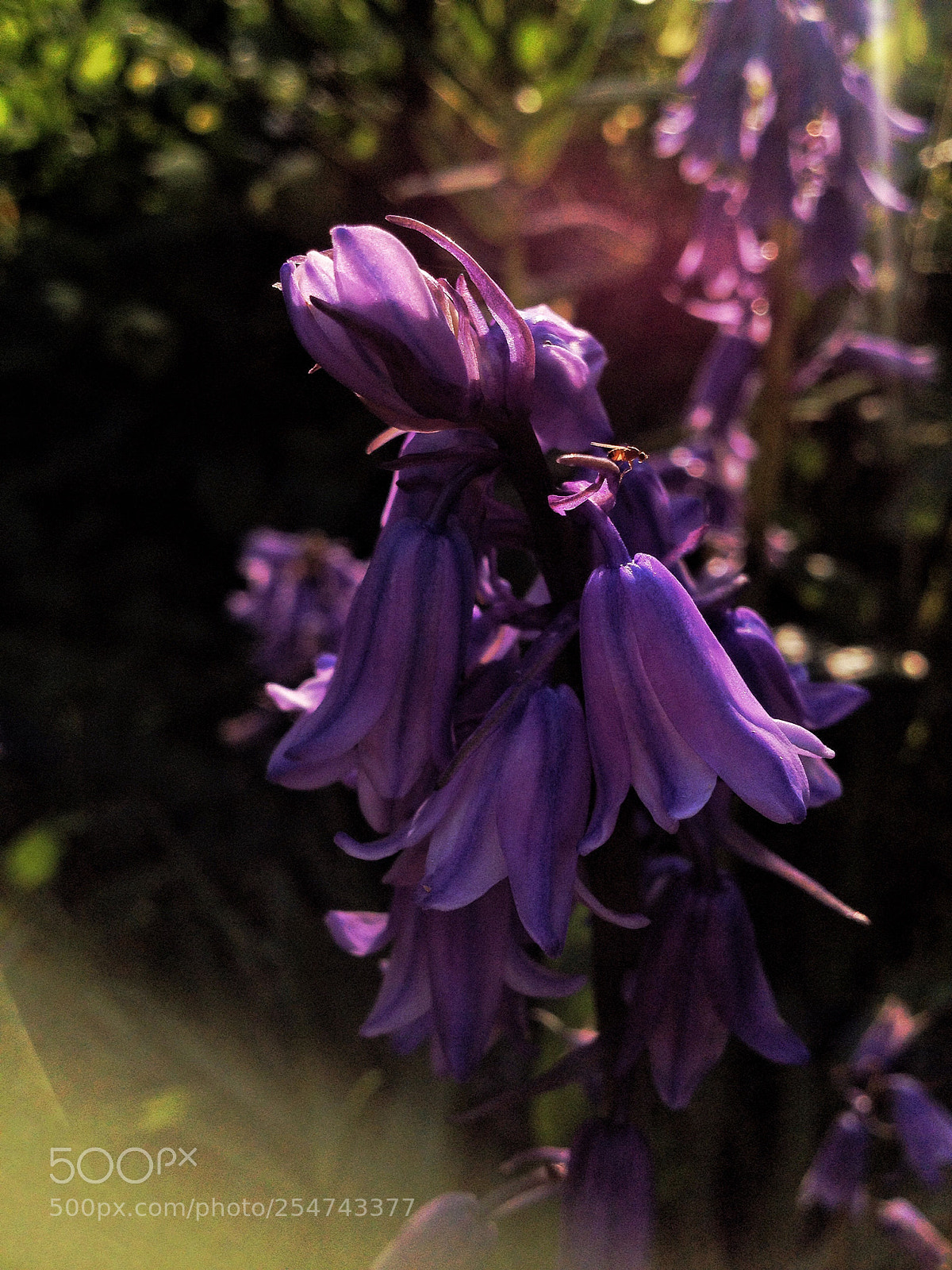 Apple iPhone 4S sample photo. A spring indeed. photography