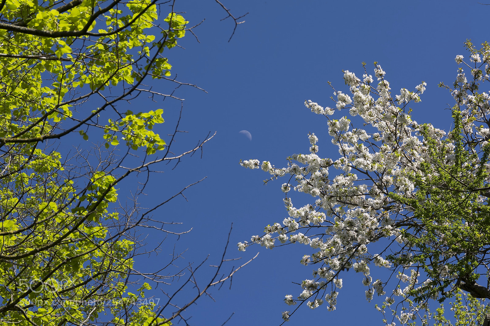 Nikon D7100 sample photo. Spring sky photography