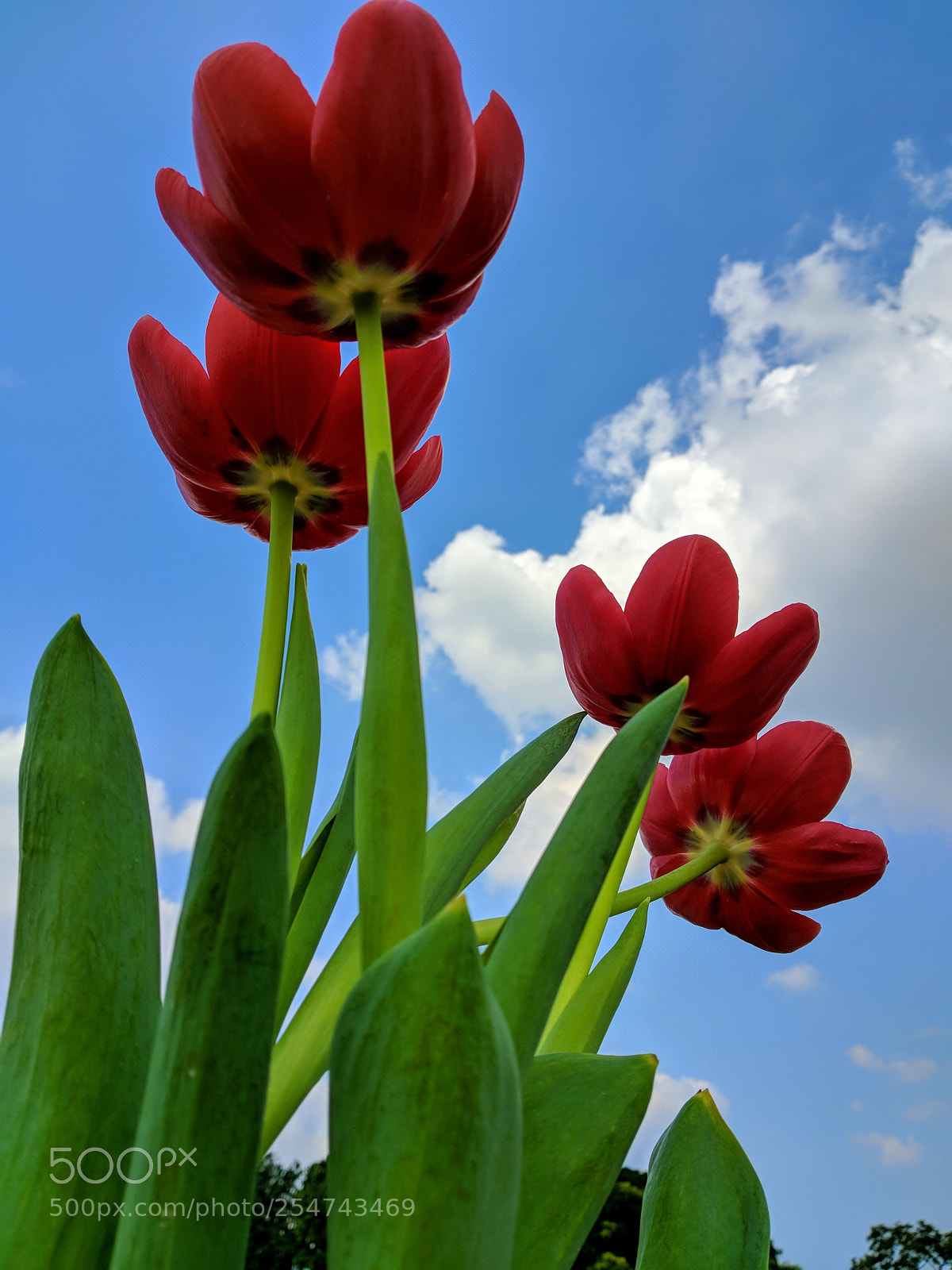 Xiaomi Mi A1 sample photo. Untitled photography