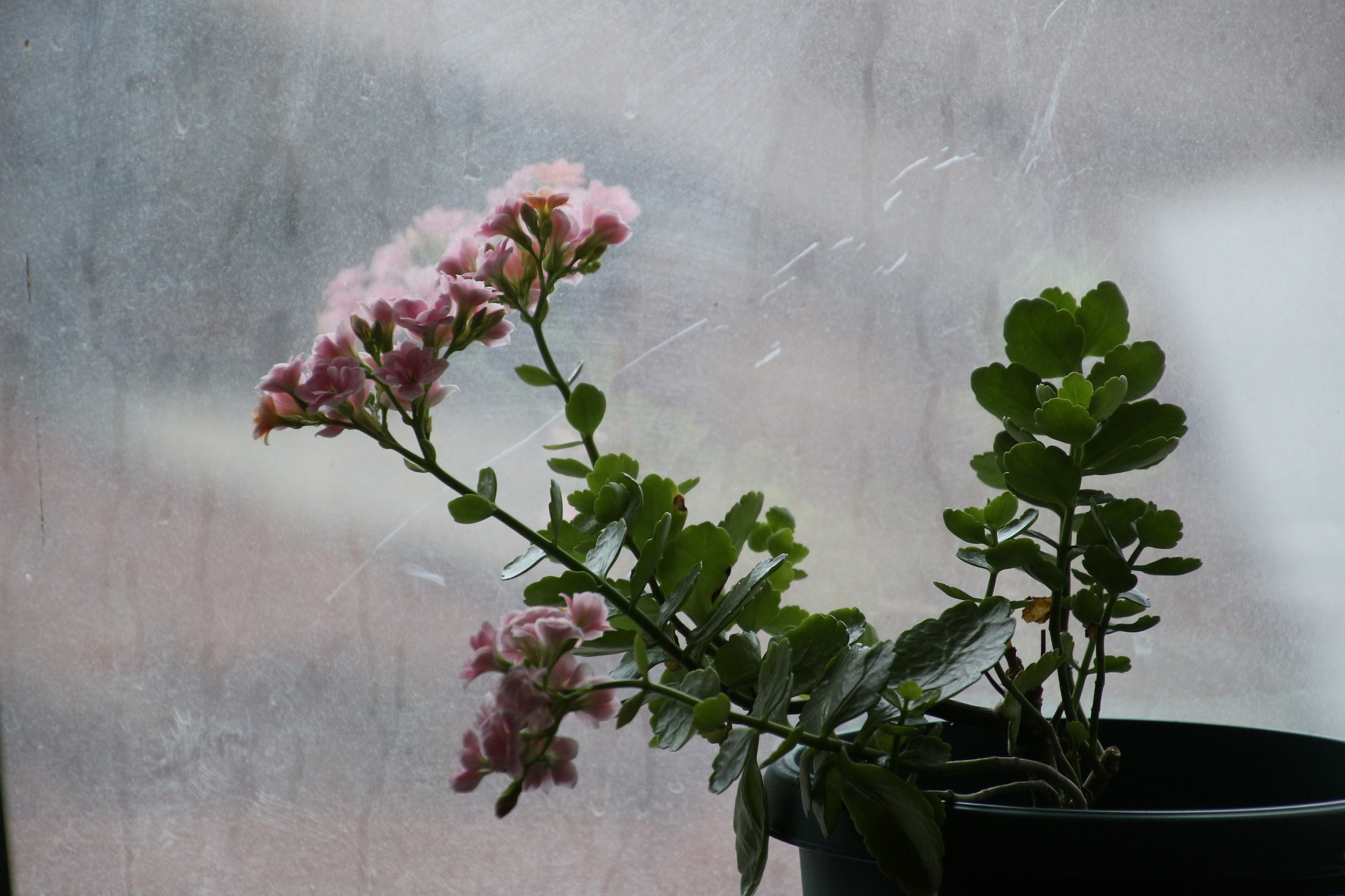 Canon EOS 100D (EOS Rebel SL1 / EOS Kiss X7) sample photo. Pembe ikizler photography