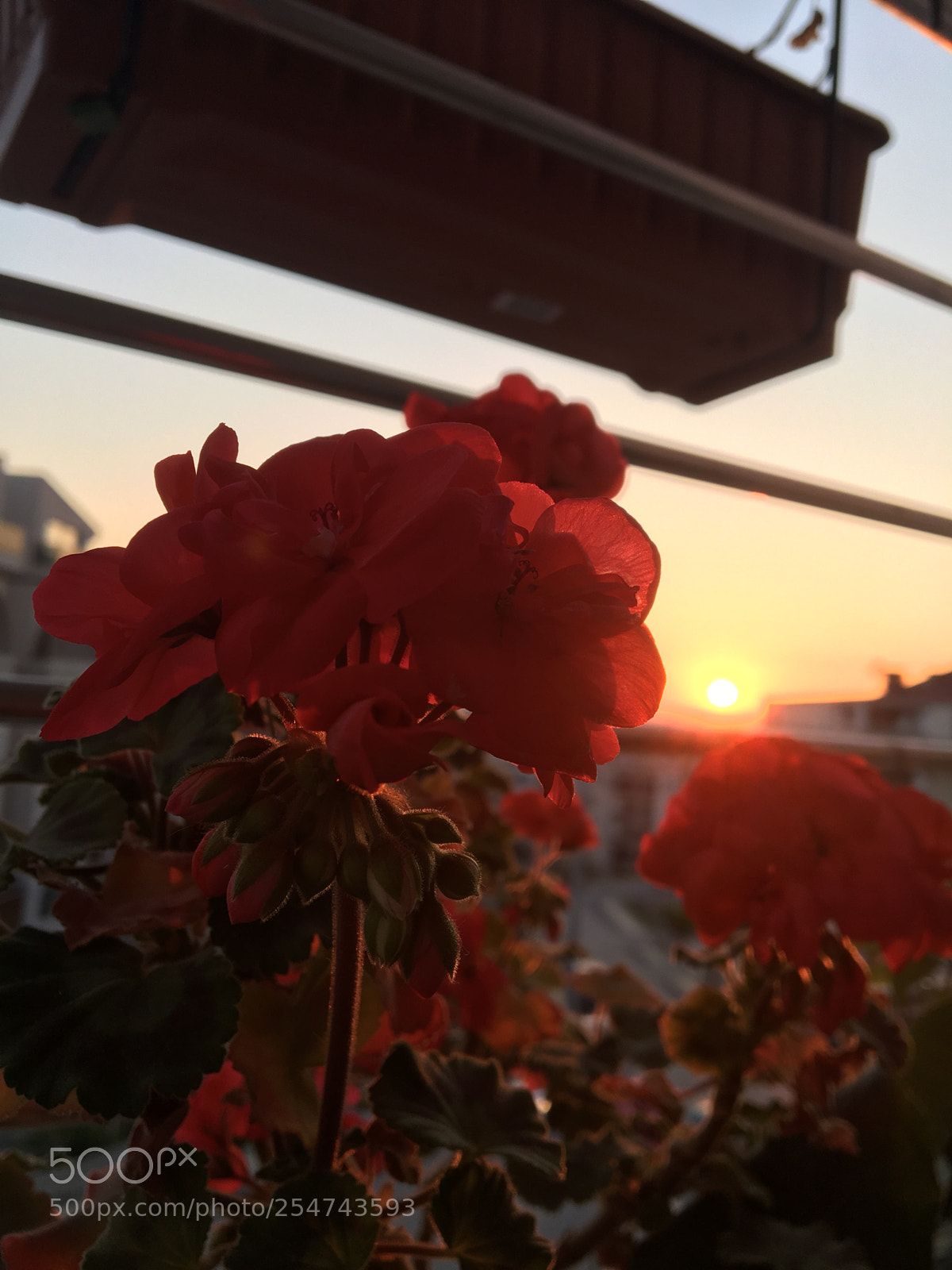 Apple iPhone 6s sample photo. Lovelysky photography