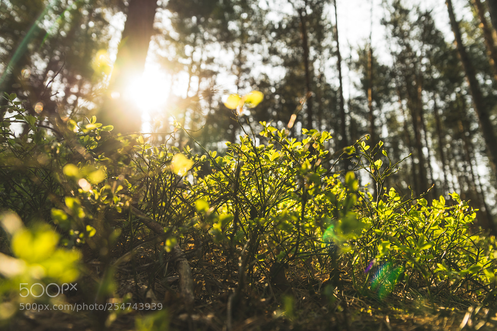 Sony a7 sample photo. 69 photography