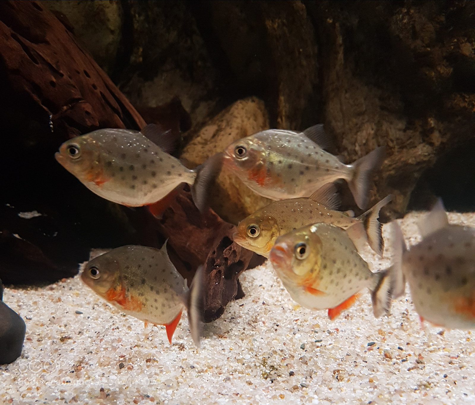 Samsung Galaxy S7 Edge sample photo. Red belly piranha photography