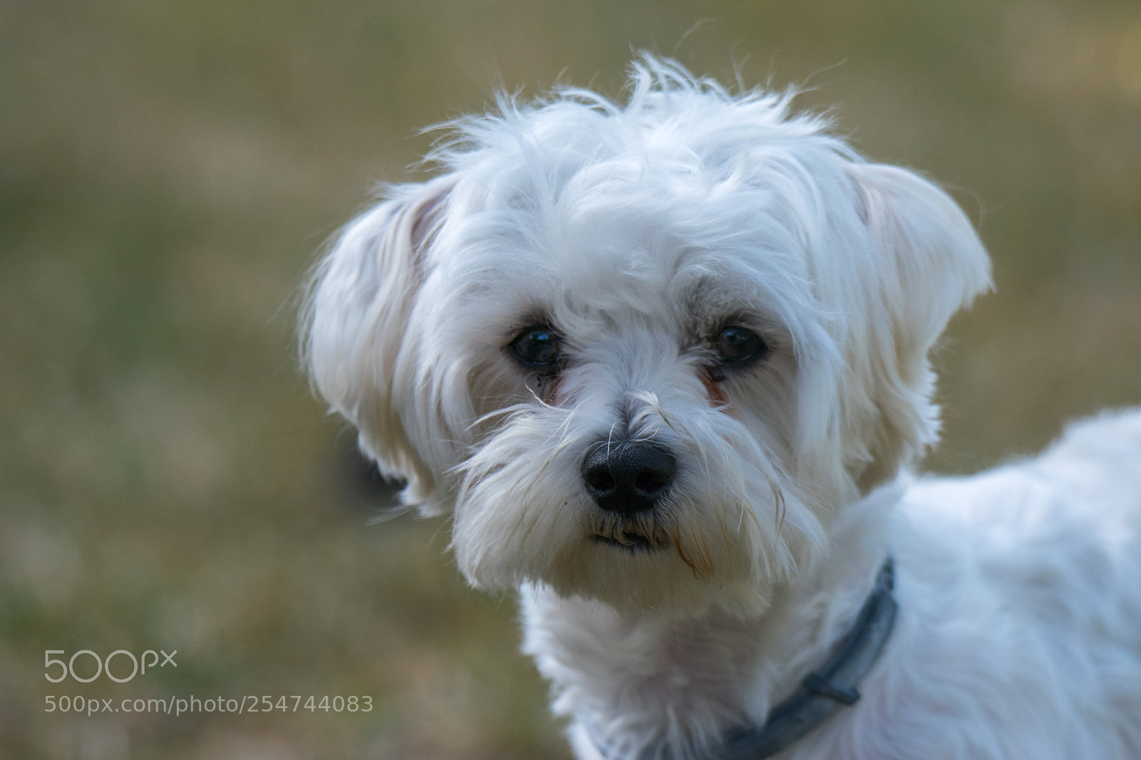 Nikon D3300 sample photo. Rui el bichón photography