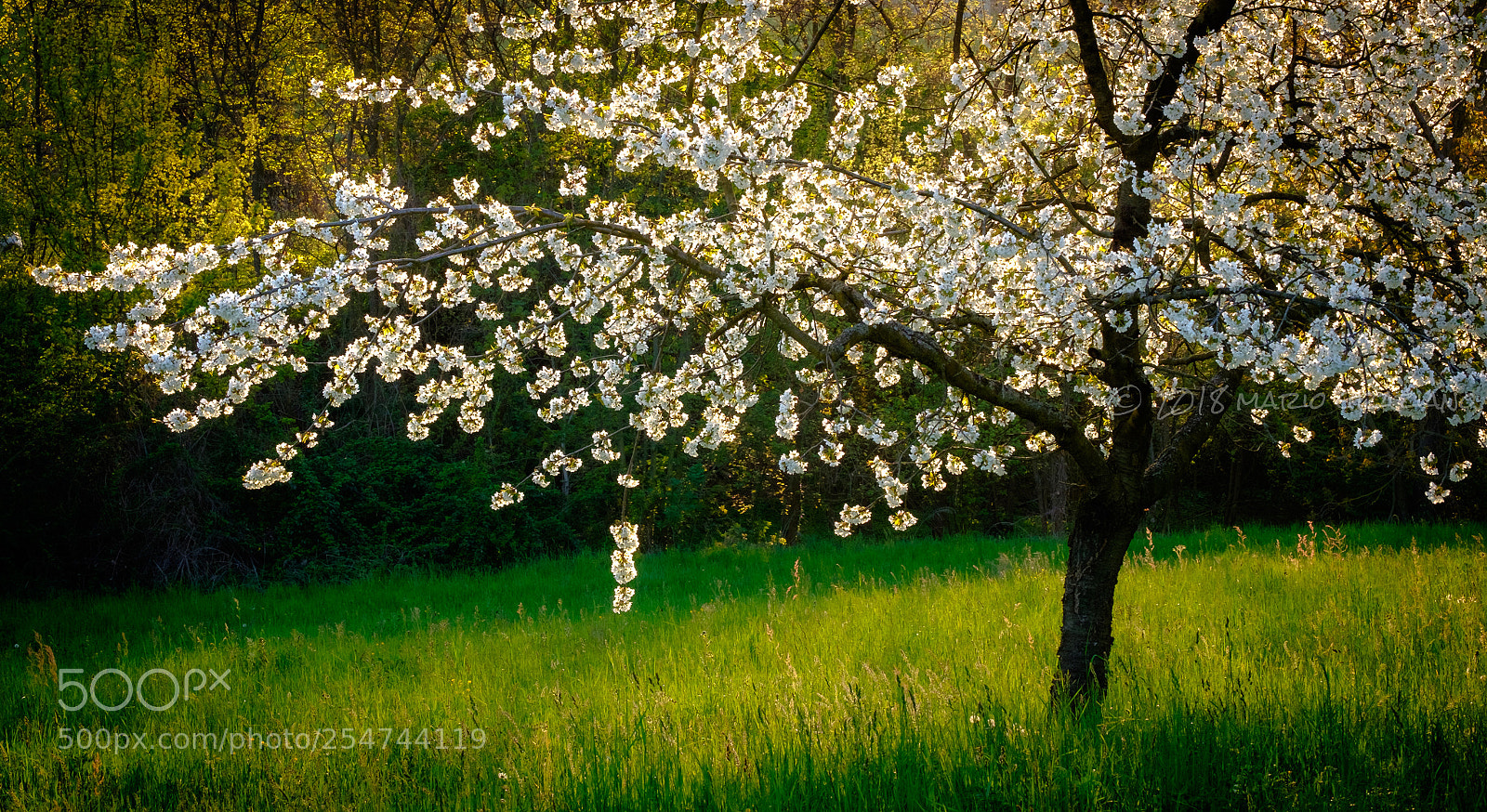 Fujifilm X-T1 sample photo. Trees in bloom photography