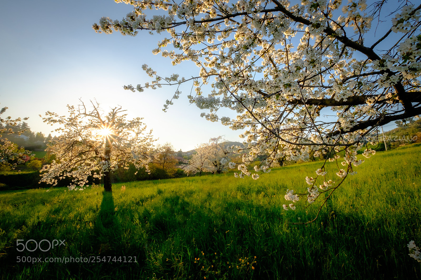 Fujifilm X-E2S sample photo. Trees in bloom photography