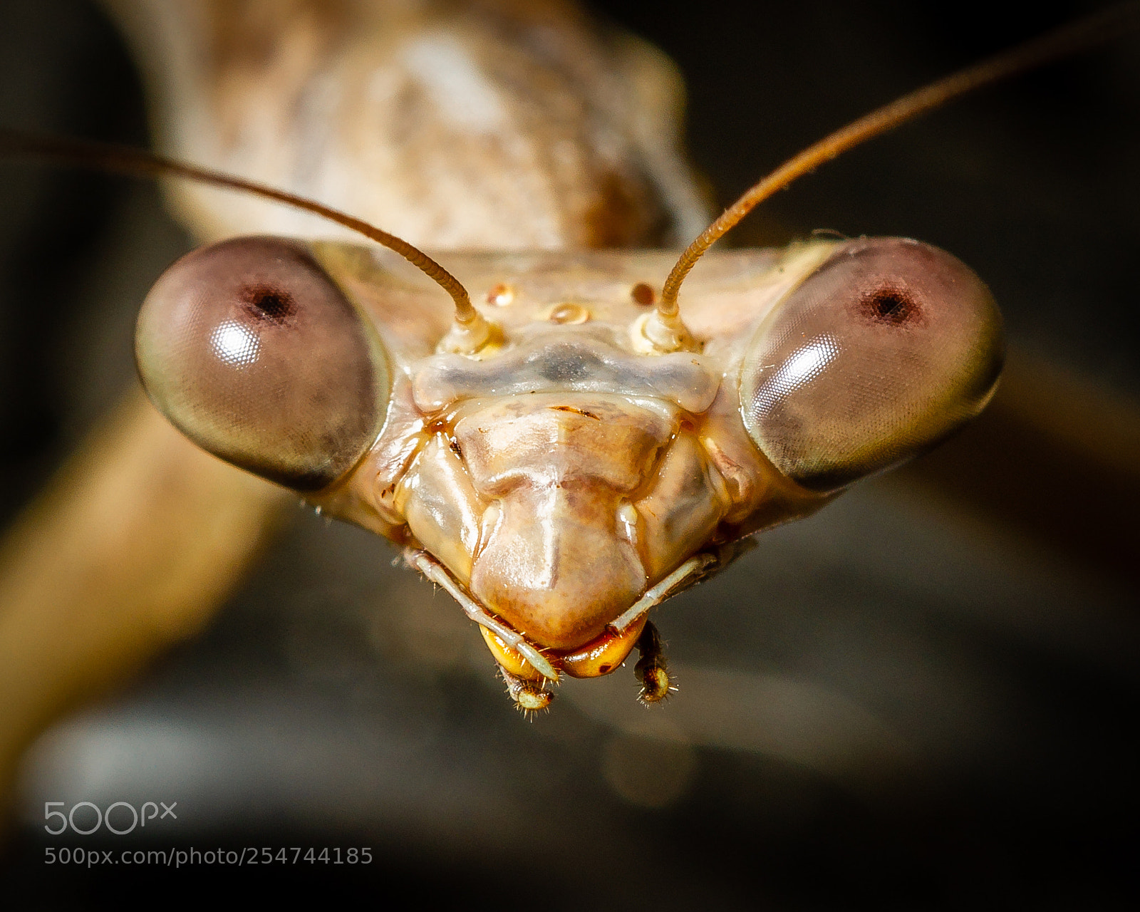 Canon EOS 7D sample photo. Mantis portraiture photography