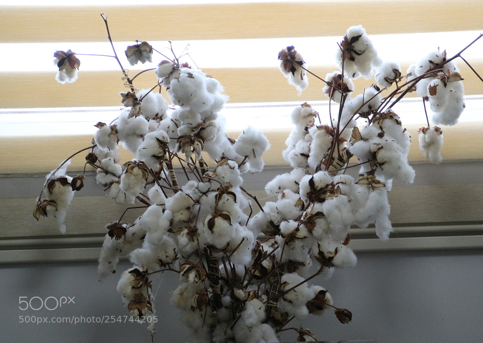 Canon EOS 100D (EOS Rebel SL1 / EOS Kiss X7) sample photo. Cotton photography