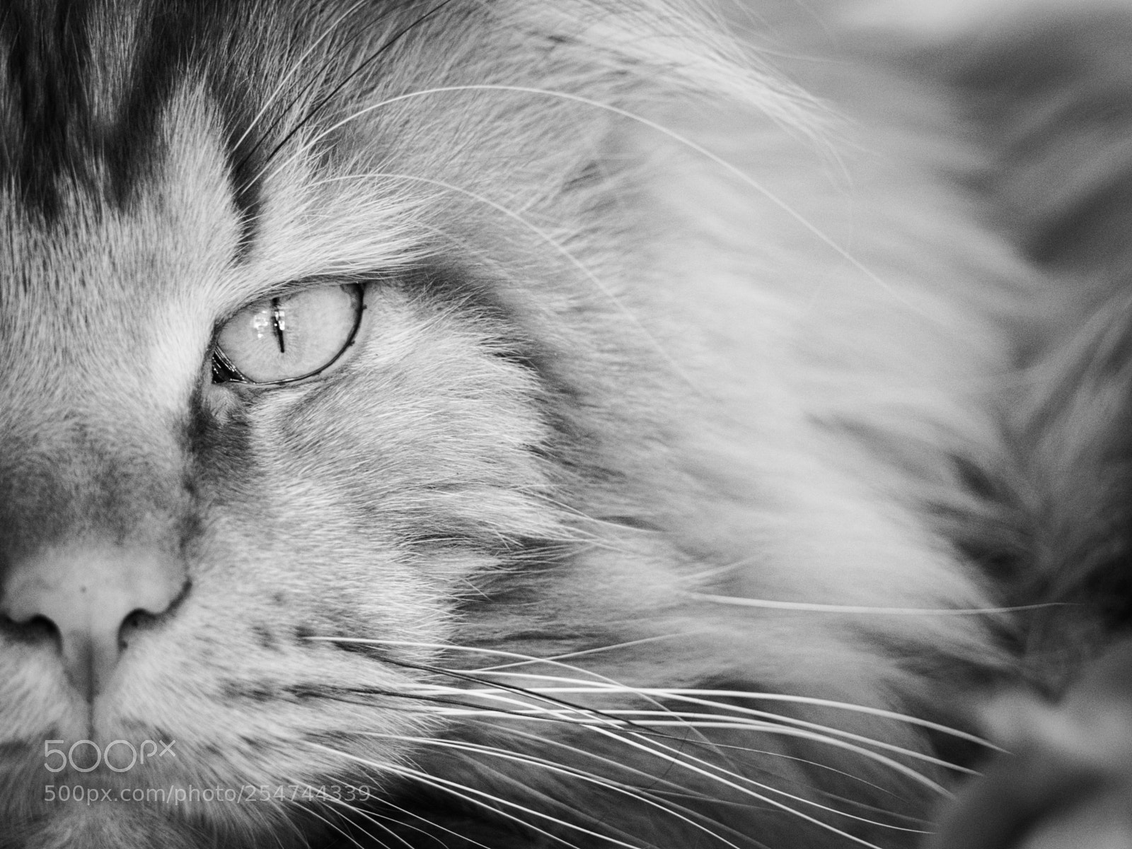 Olympus OM-D E-M10 II sample photo. Cat black & white photography